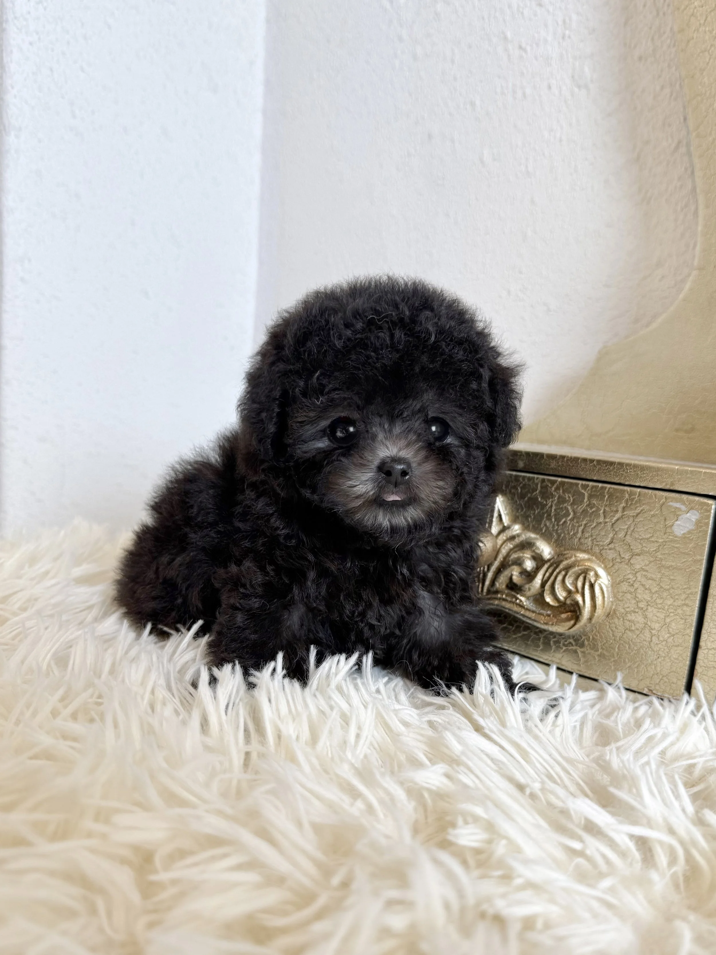 Pocket Pet Teacup Dog