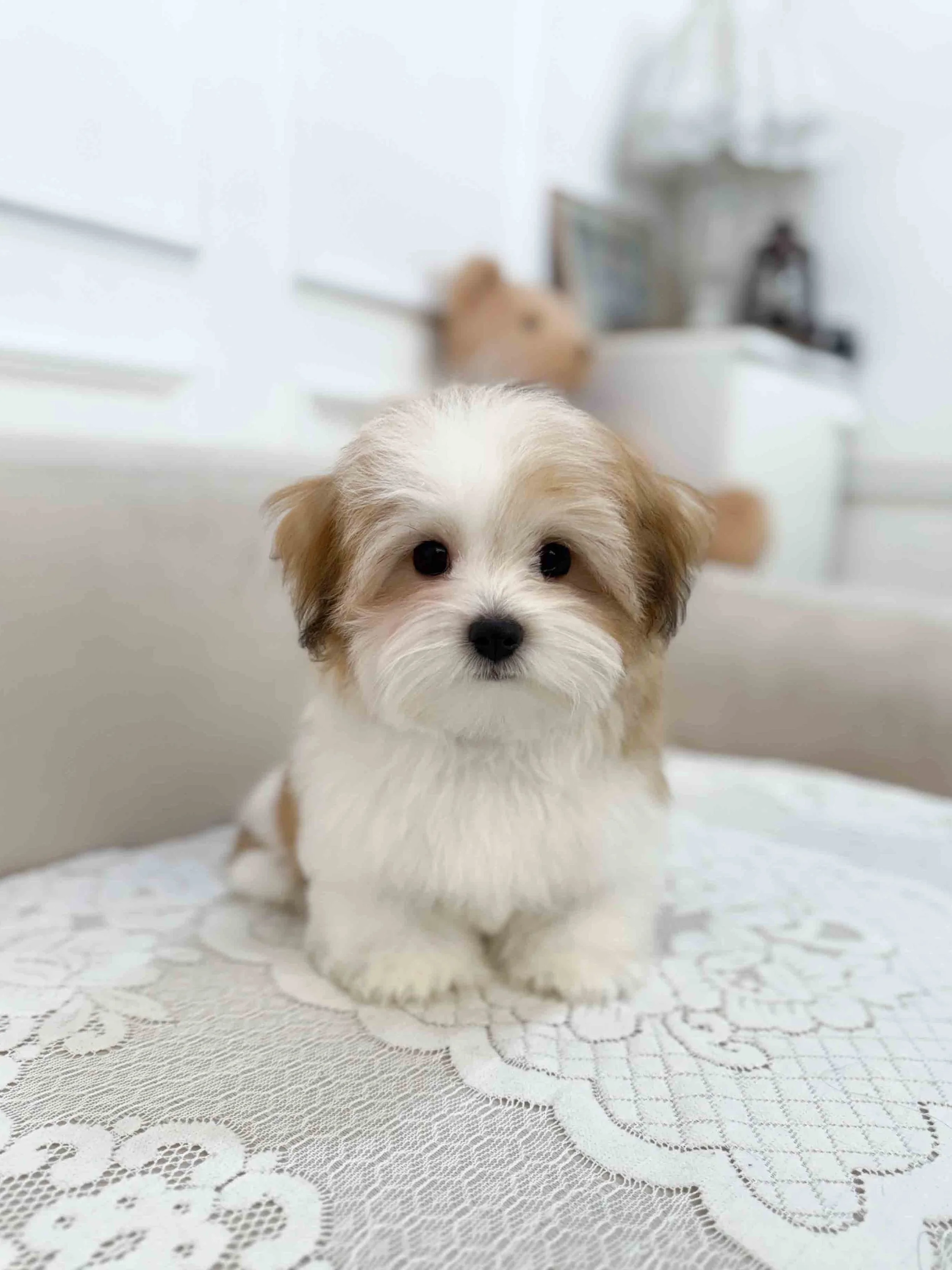 Pocket Pet Teacup Dog