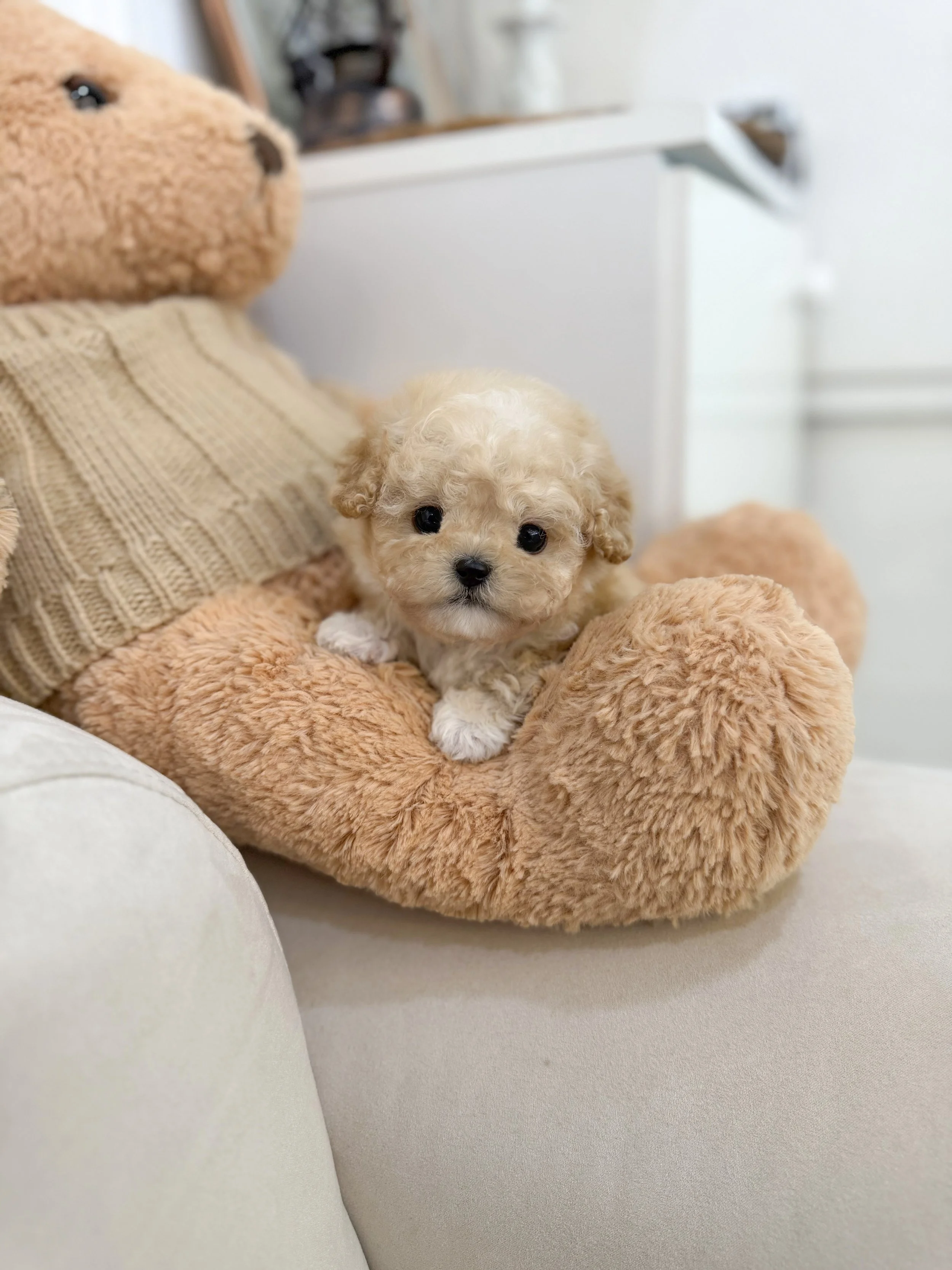Pocket Pet Teacup Dog