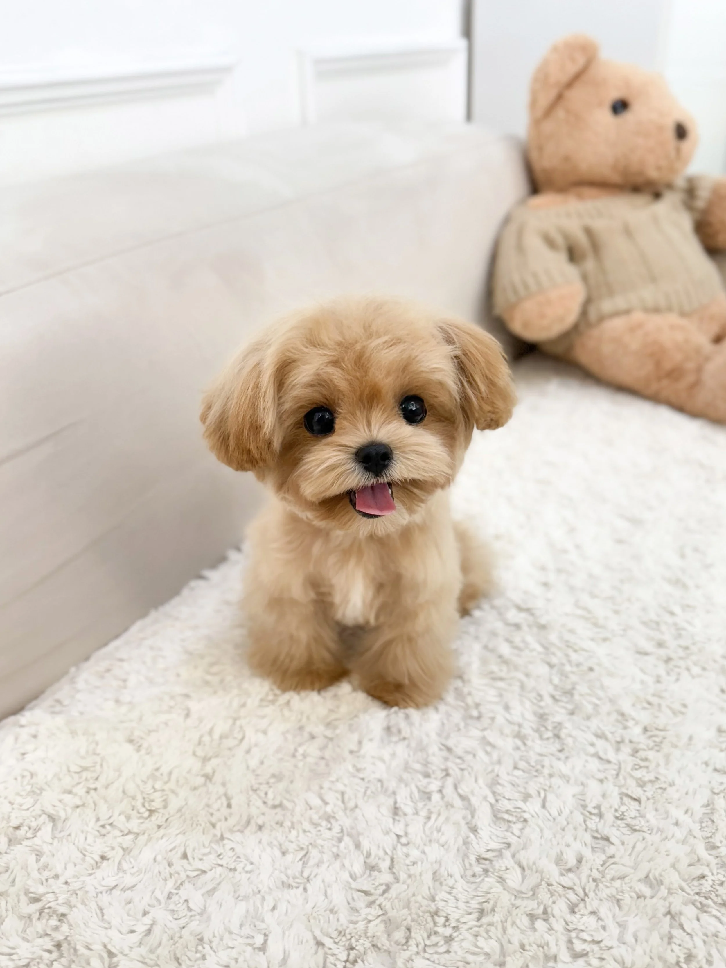 Pocket Pet Teacup Dog