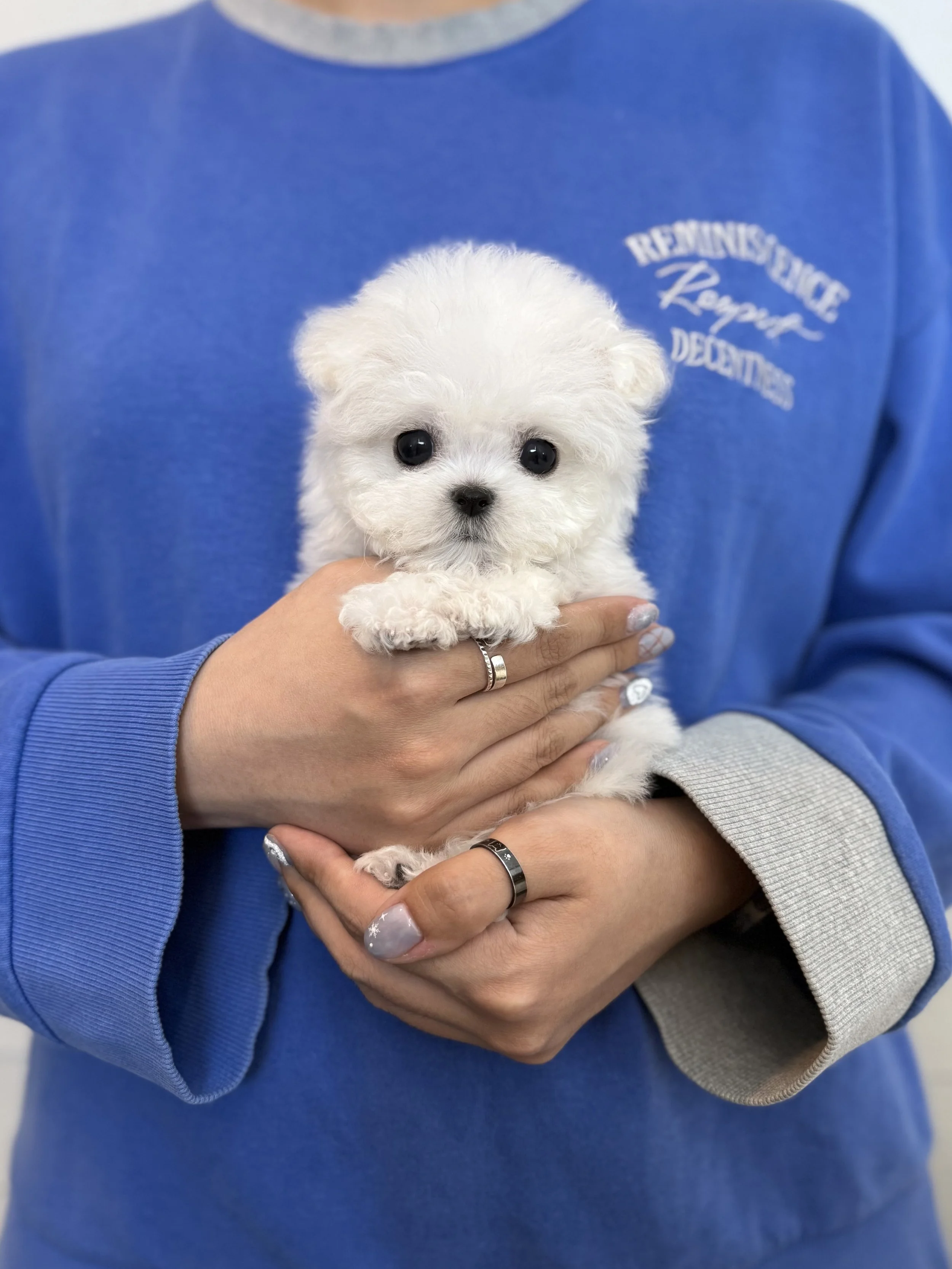 Pocket Pet Teacup Dog