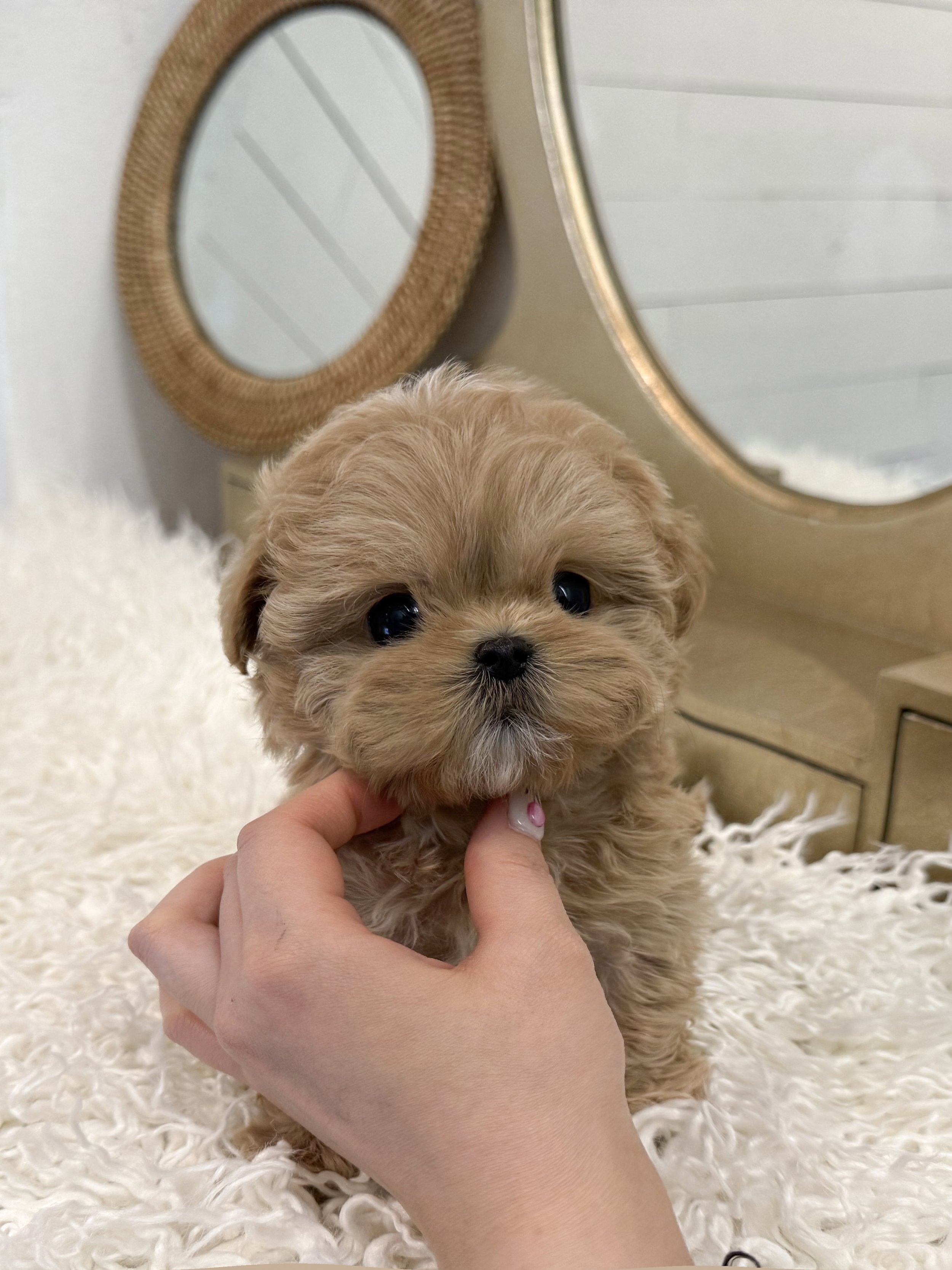 Pocket Pet Teacup Dog