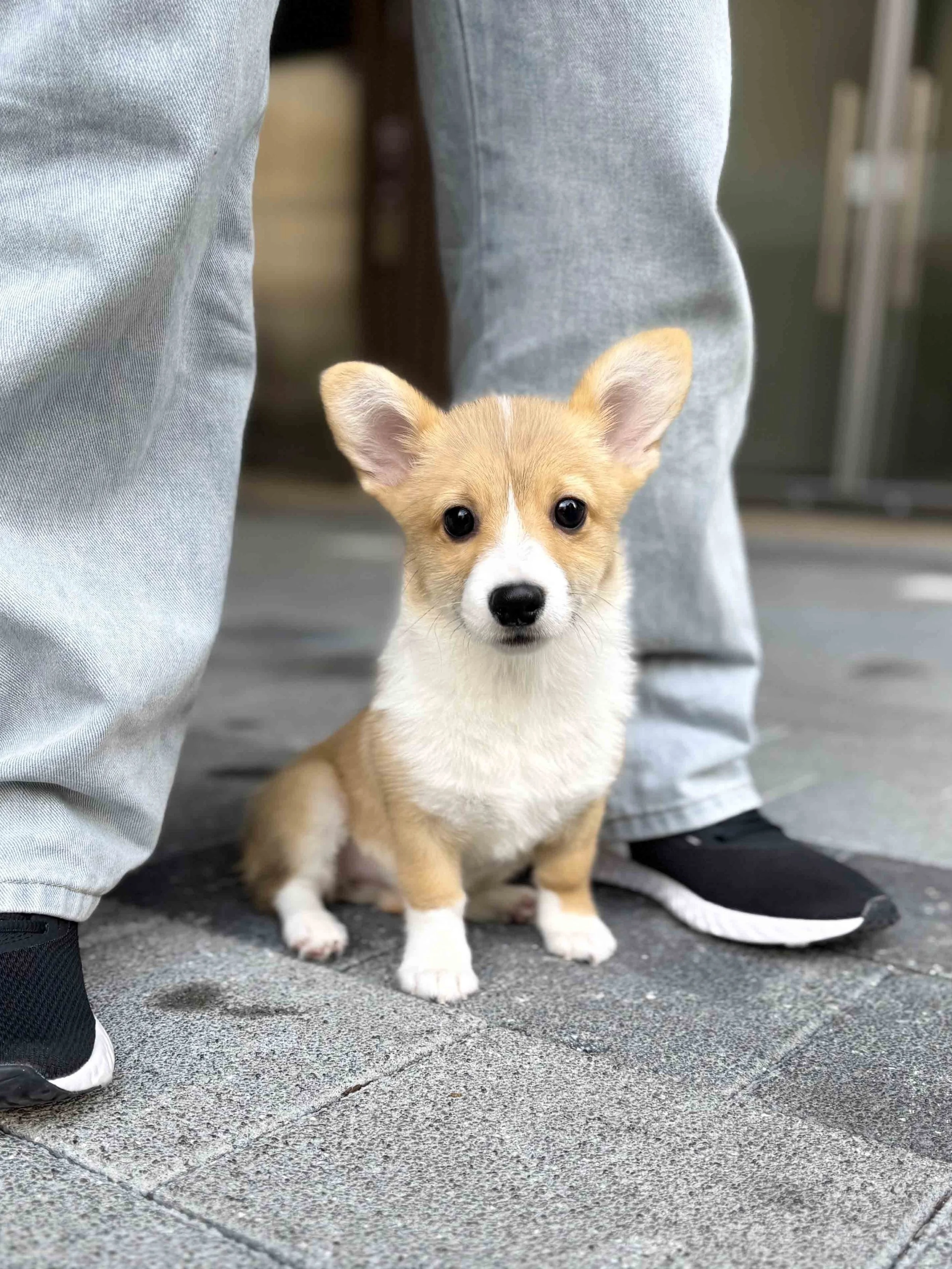 Pocket Pet Teacup Dog