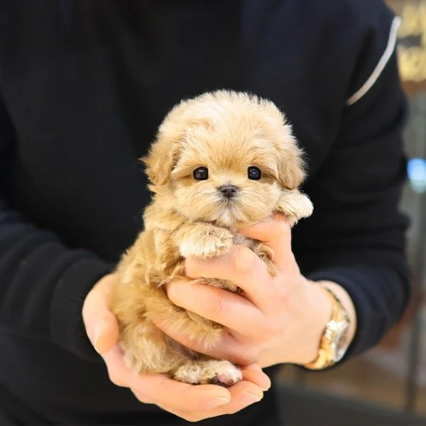 Pocket Pet Teacup Dog