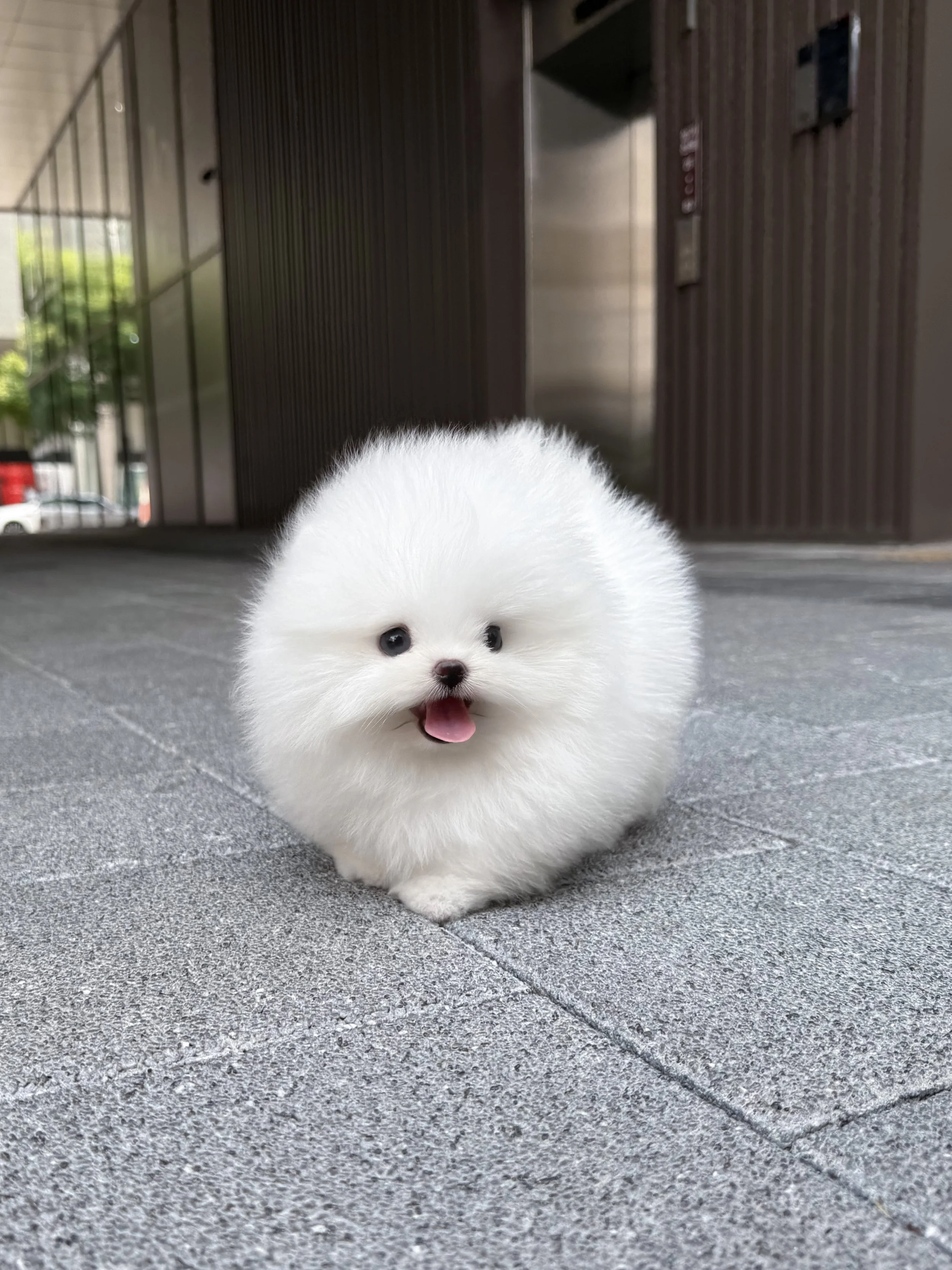 Pocket Pet Teacup Dog