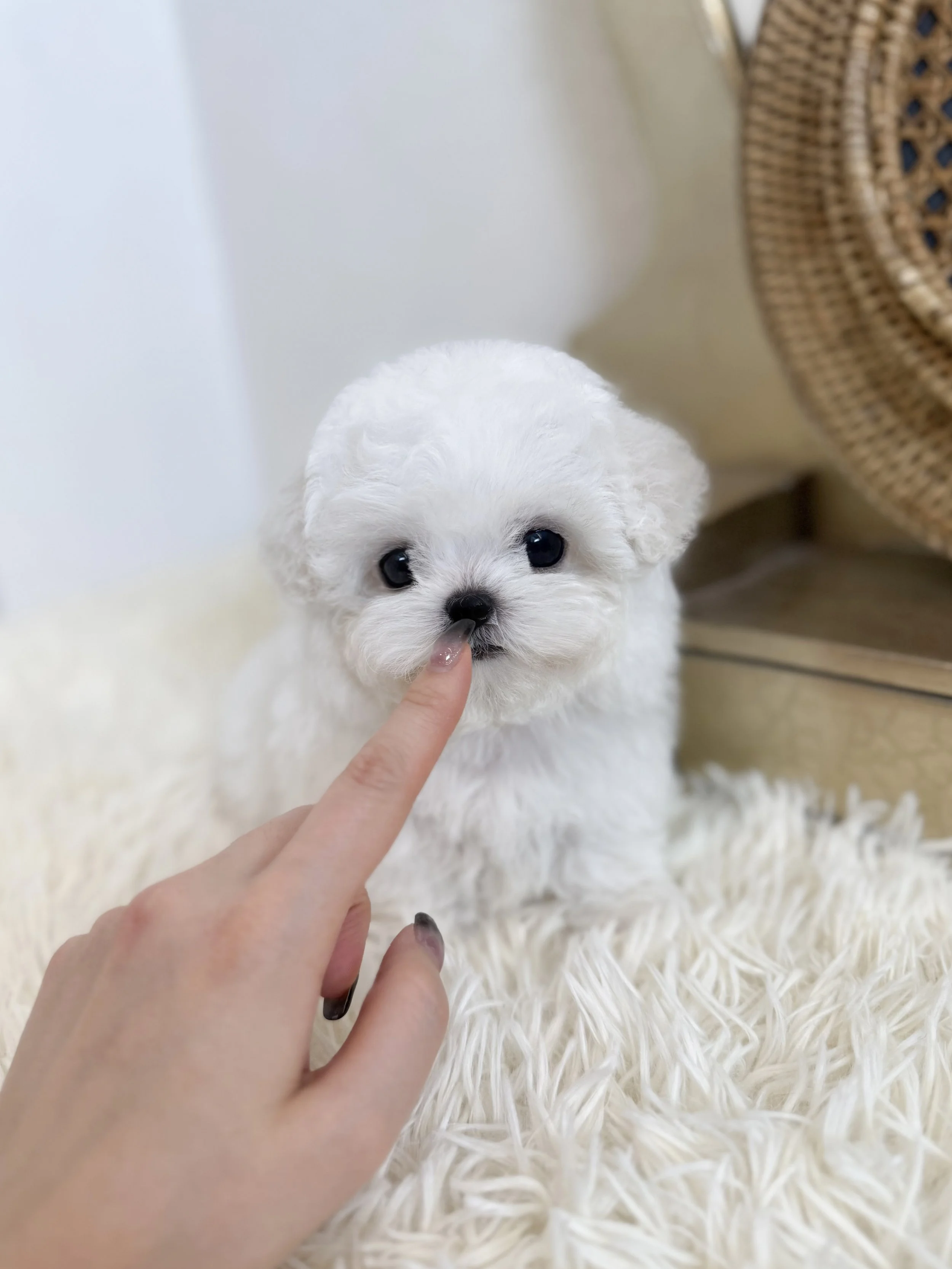 Pocket Pet Teacup Dog