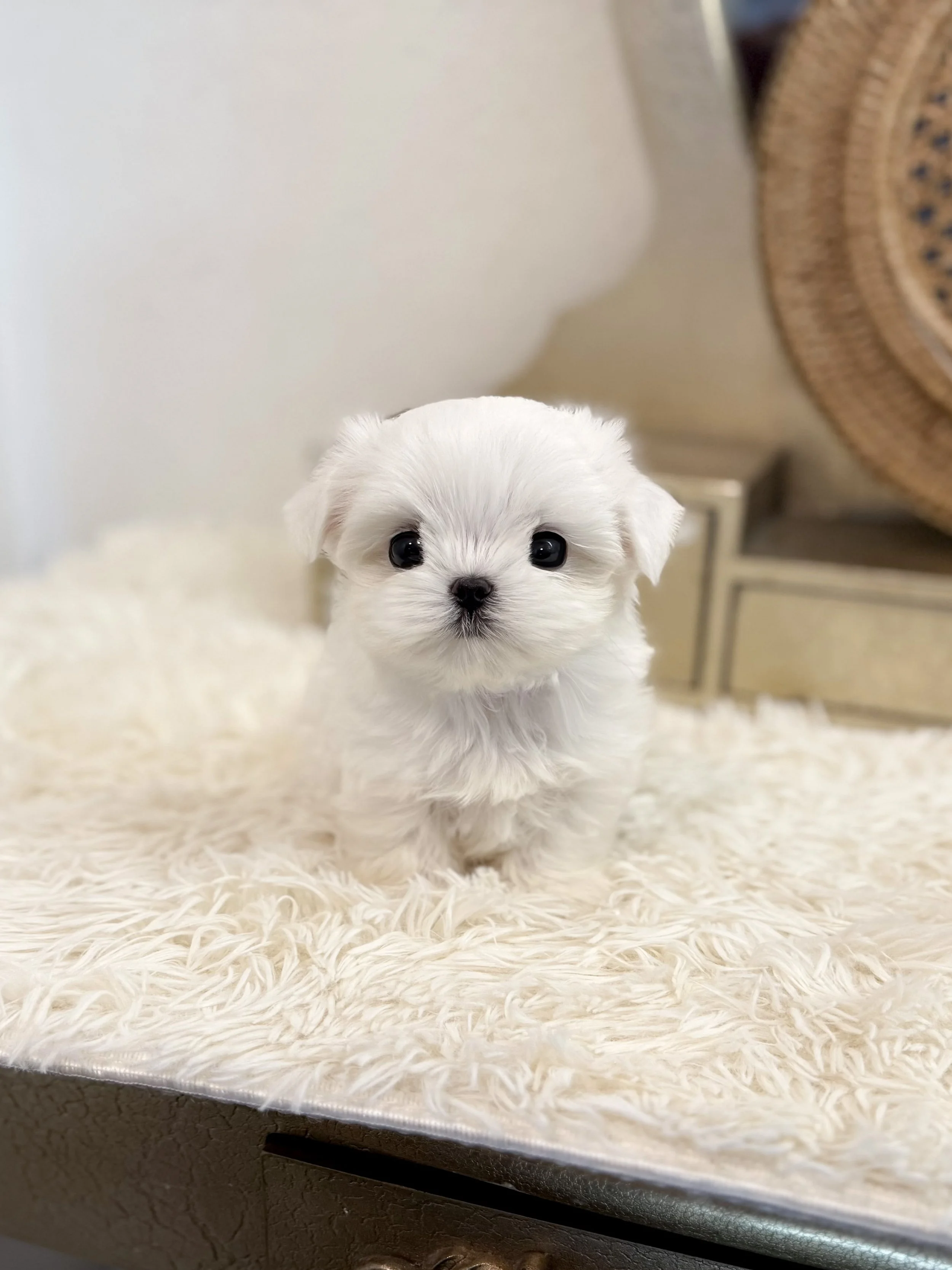 Pocket Pet Teacup Dog