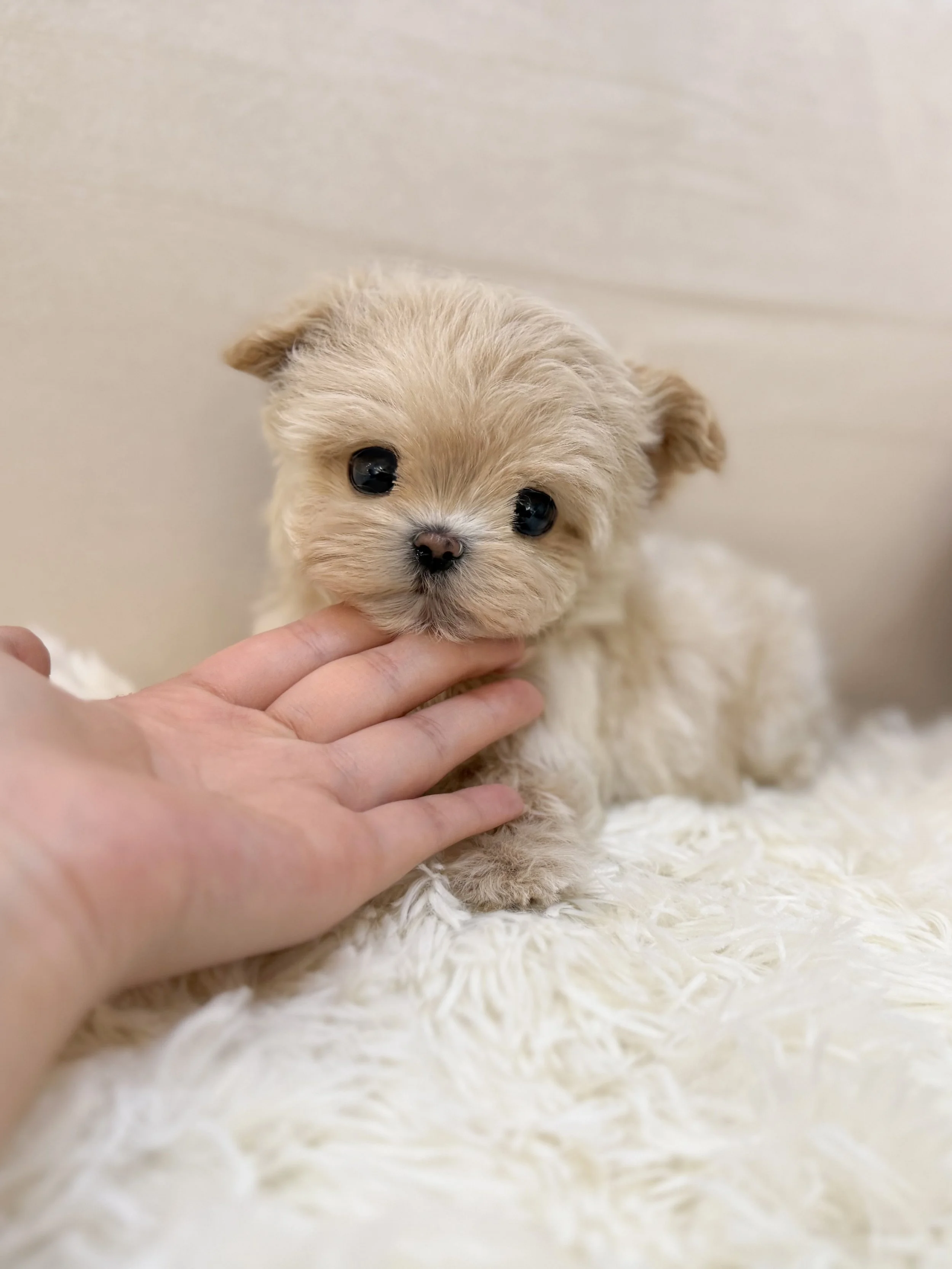 Pocket Pet Teacup Dog