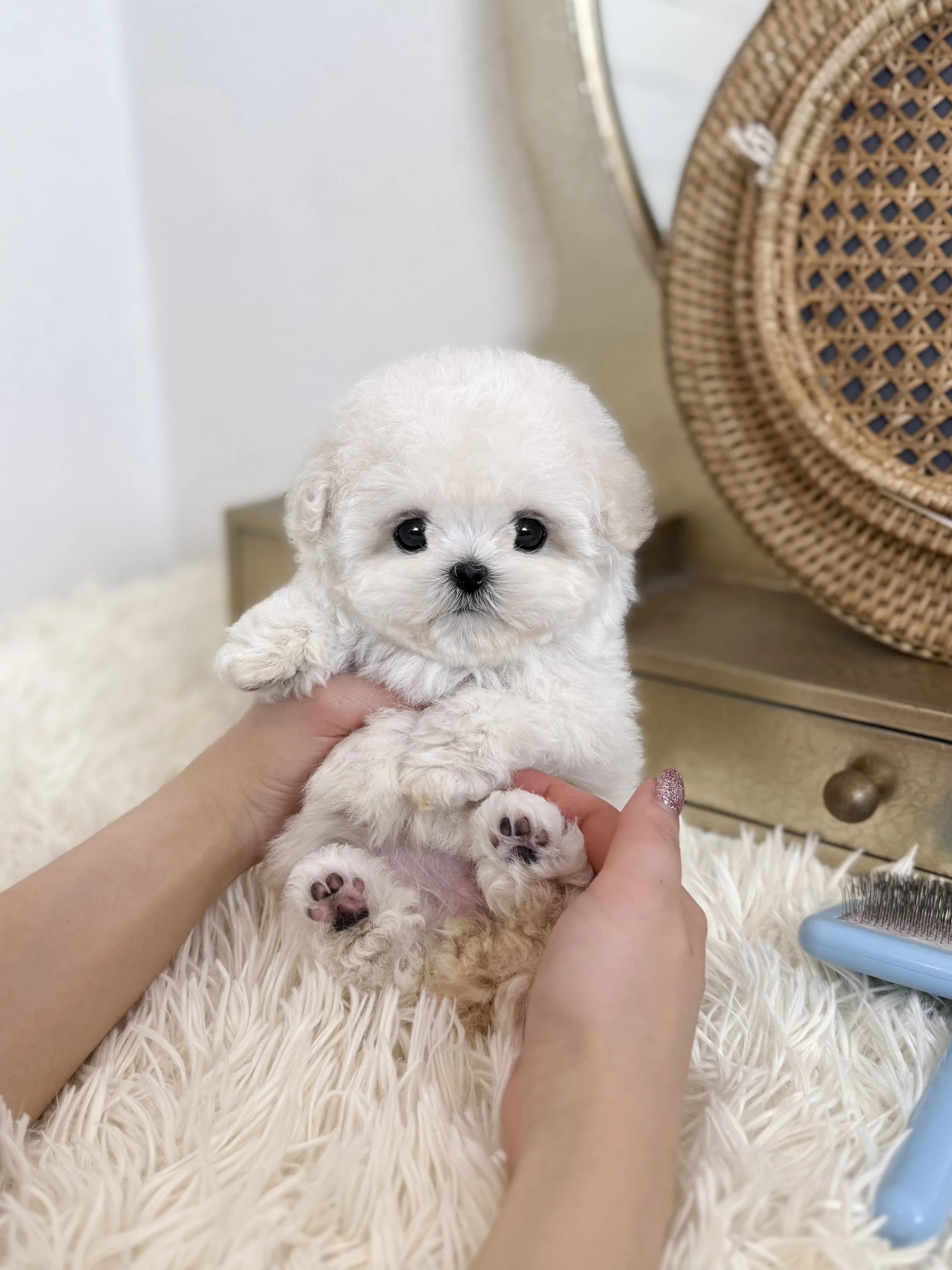 Pocket Pet Teacup Dog
