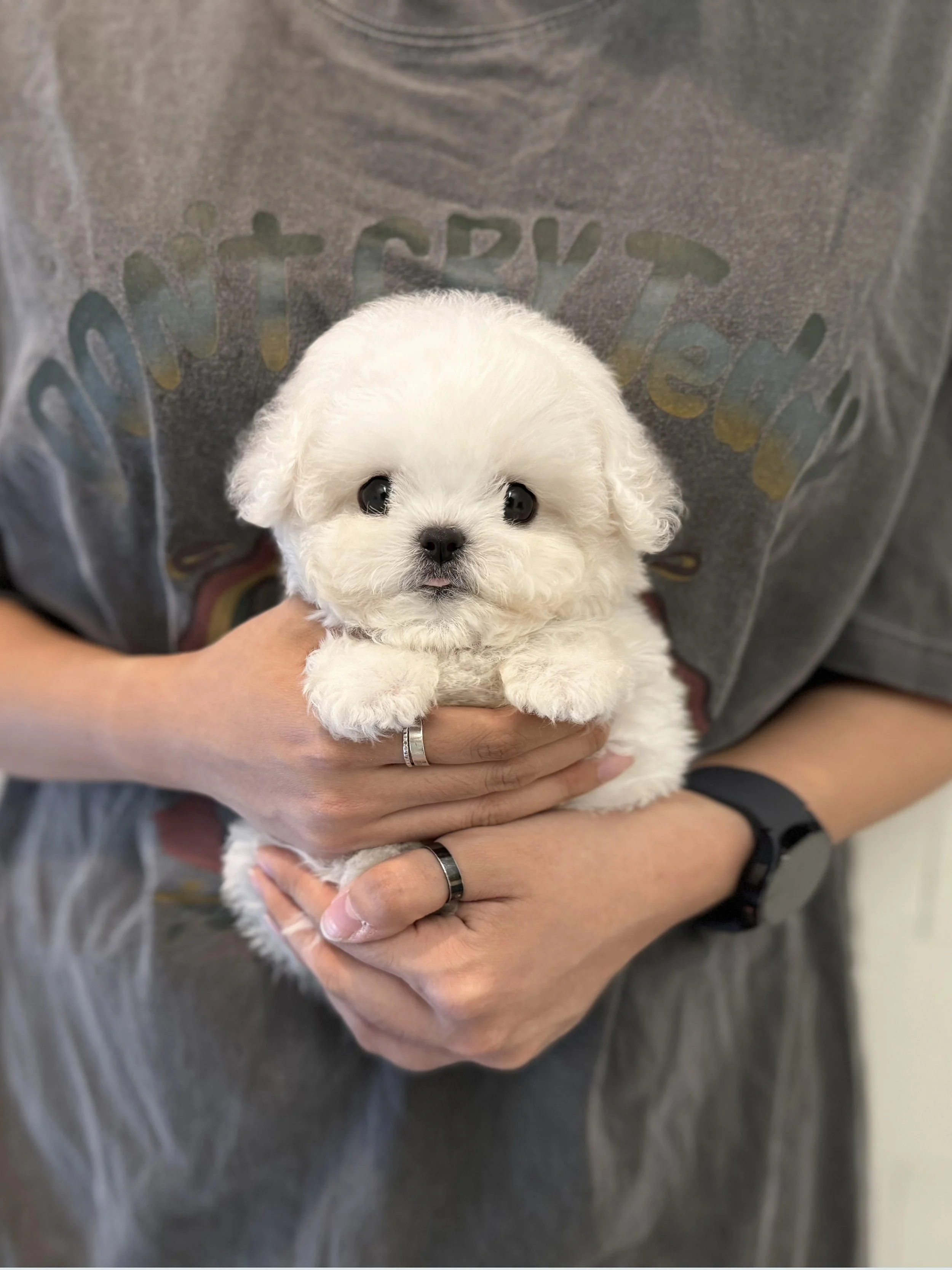 Pocket Pet Teacup Dog