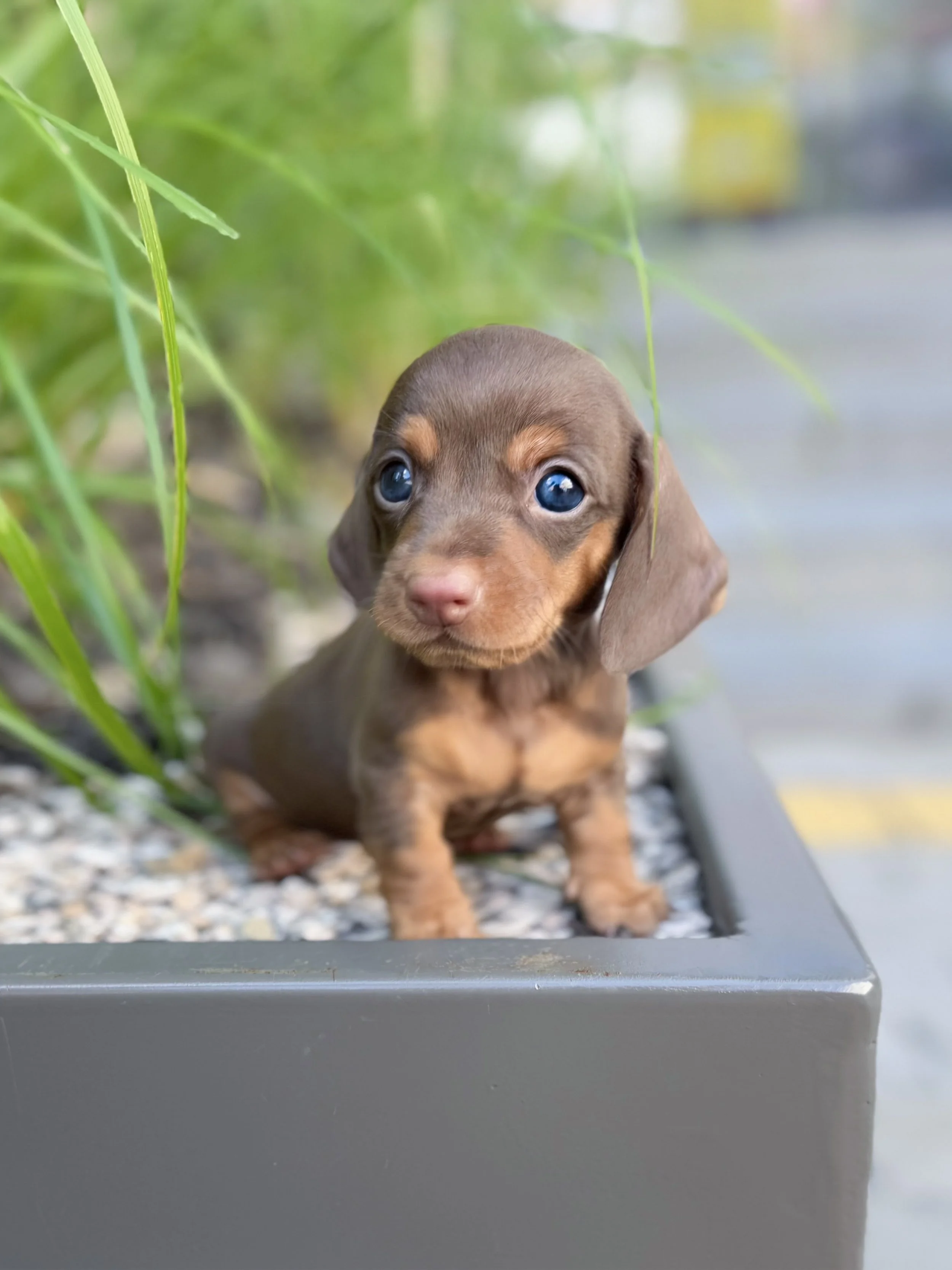 Pocket Pet Teacup Dog