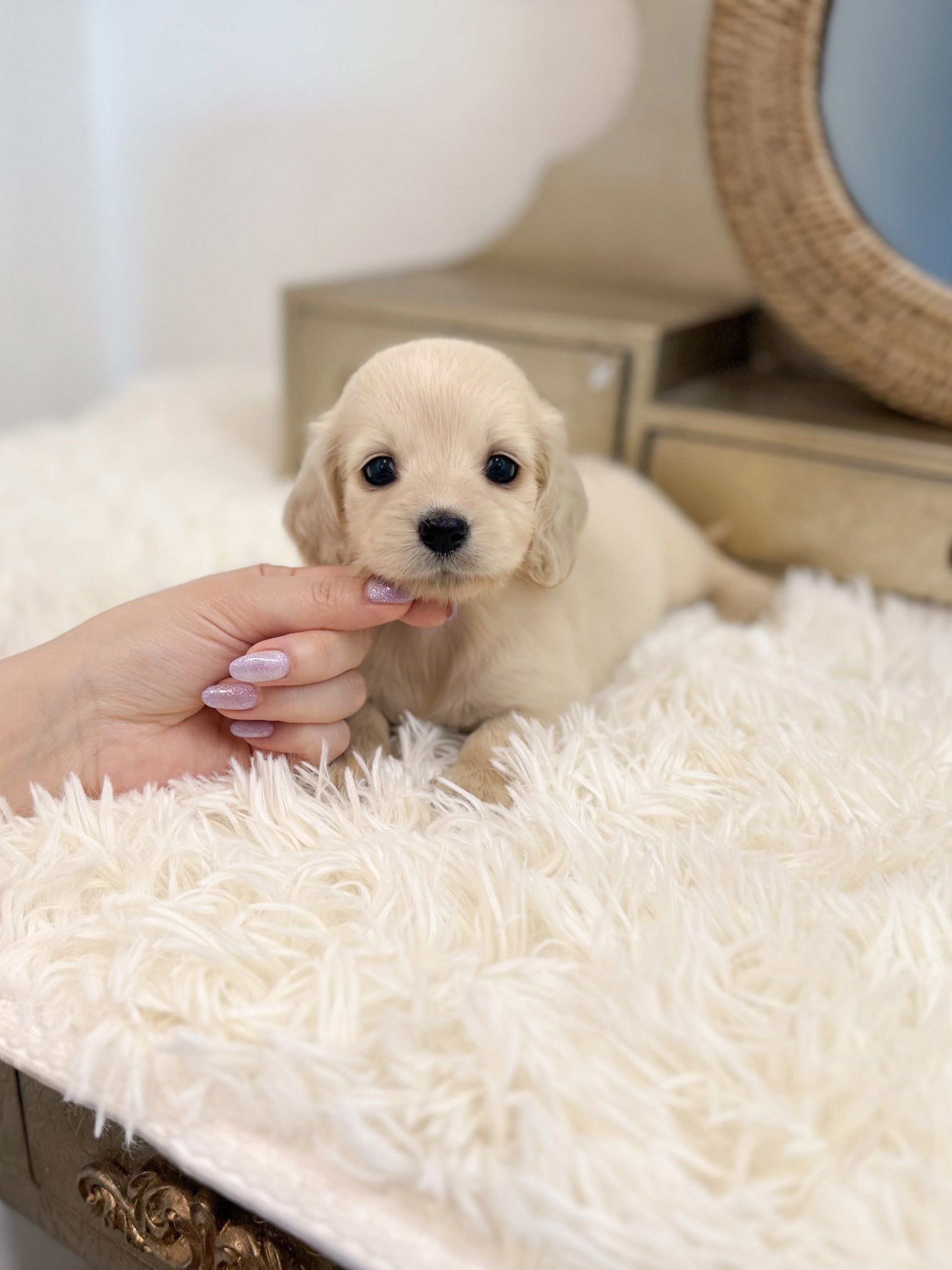 Pocket Pet Teacup Dog