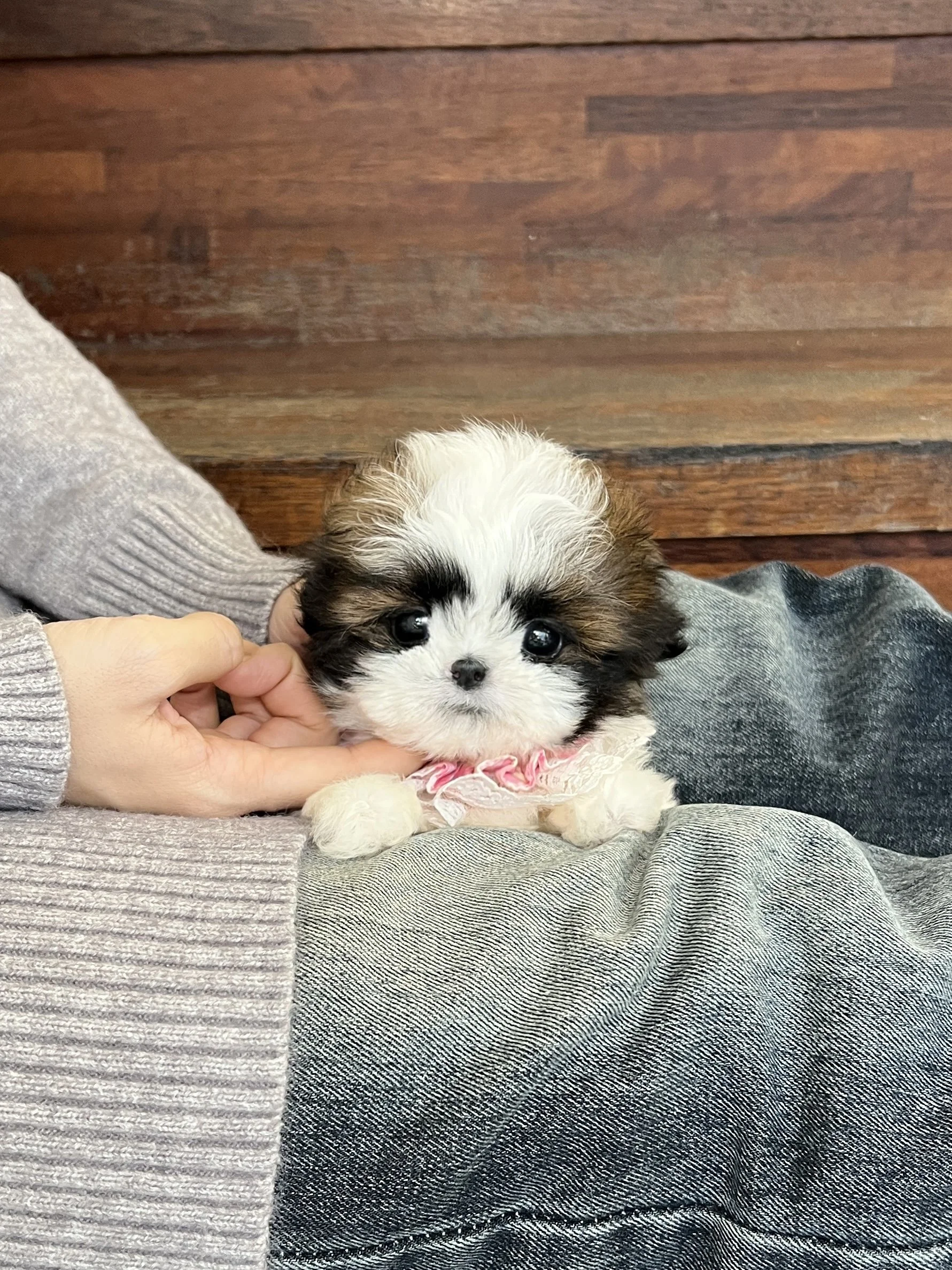 Pocket Pet Teacup Dog