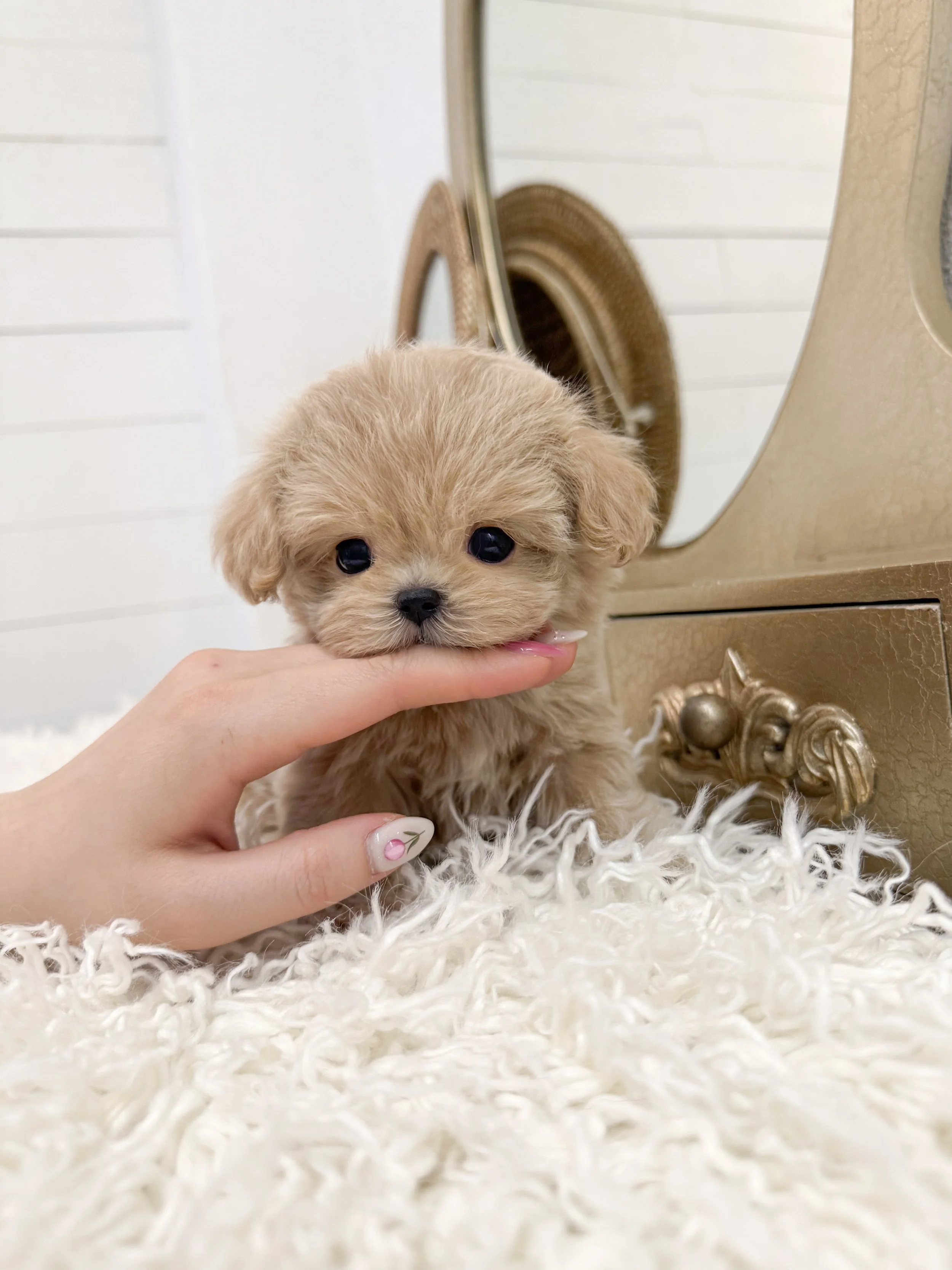 Pocket Pet Teacup Dog