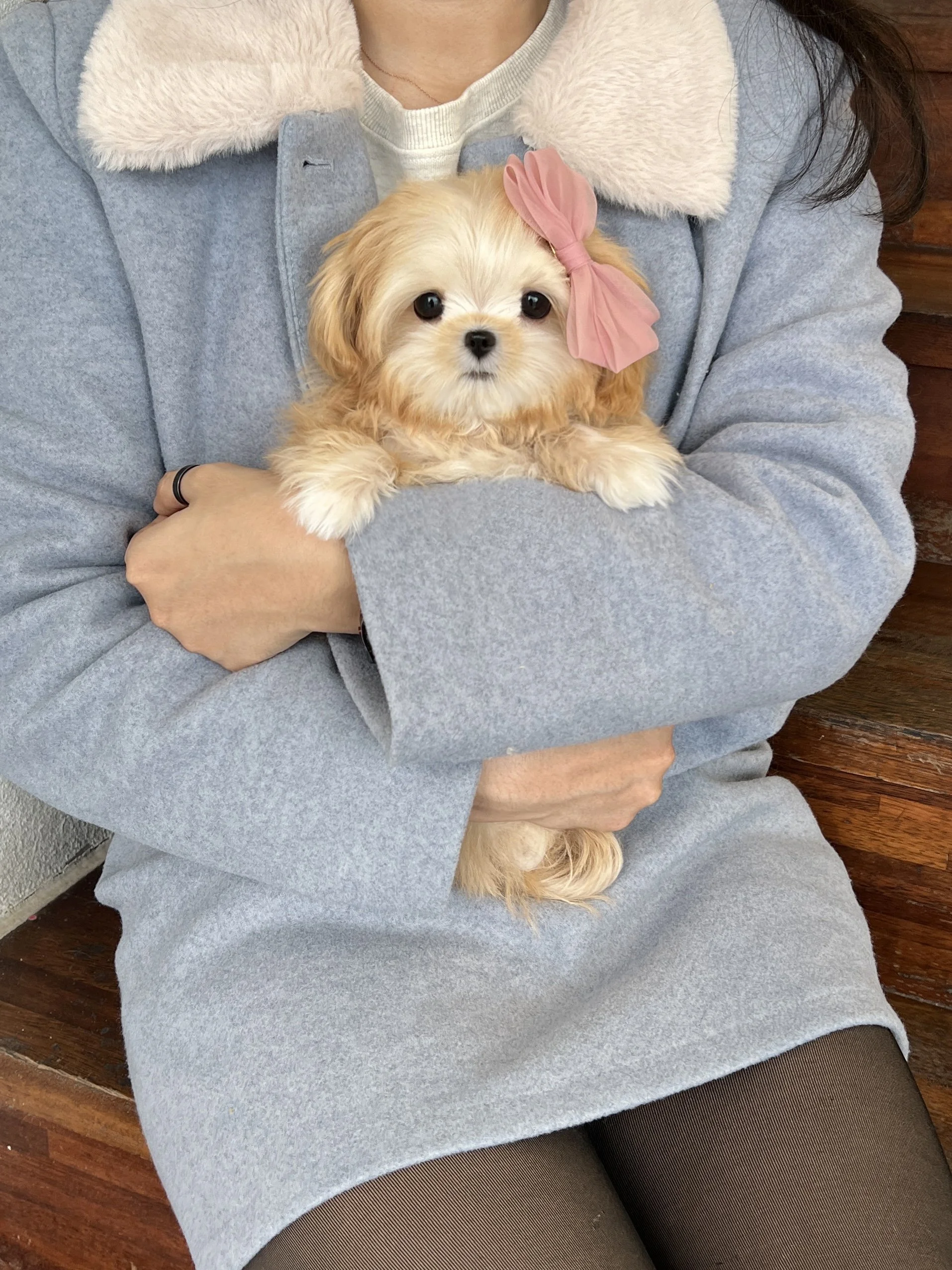 Pocket Pet Teacup Dog