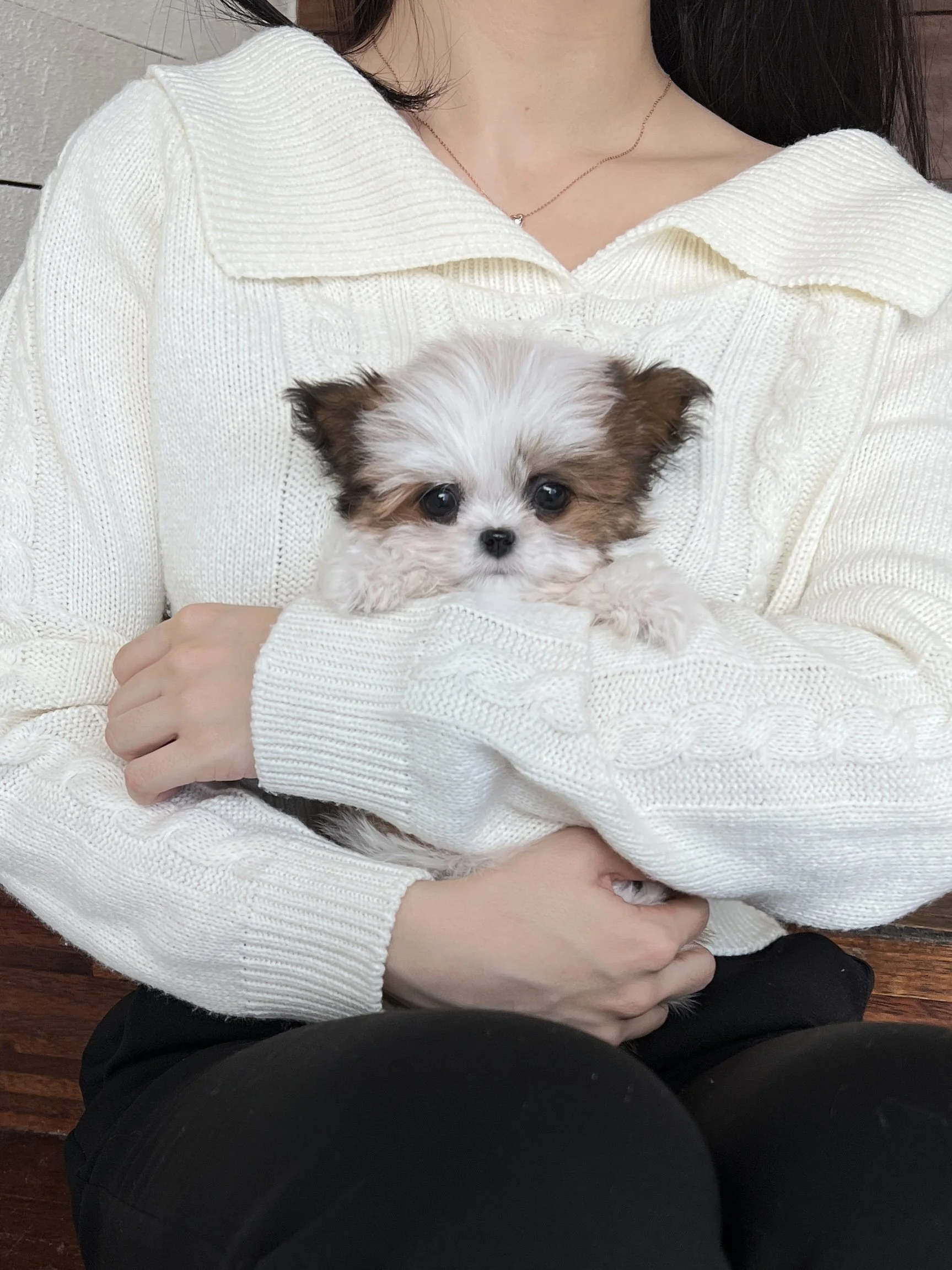 Pocket Pet Teacup Dog