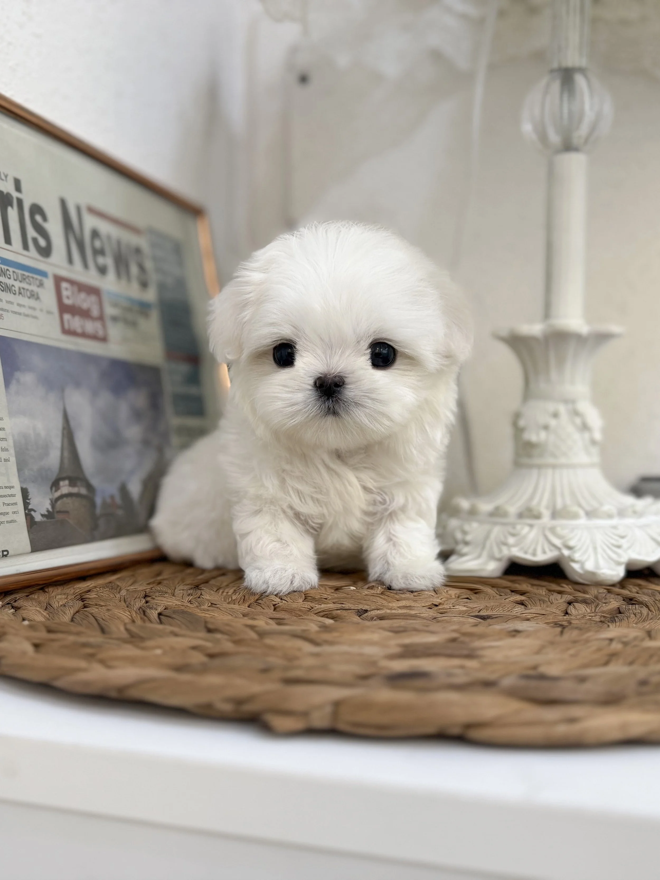 Pocket Pet Teacup Dog