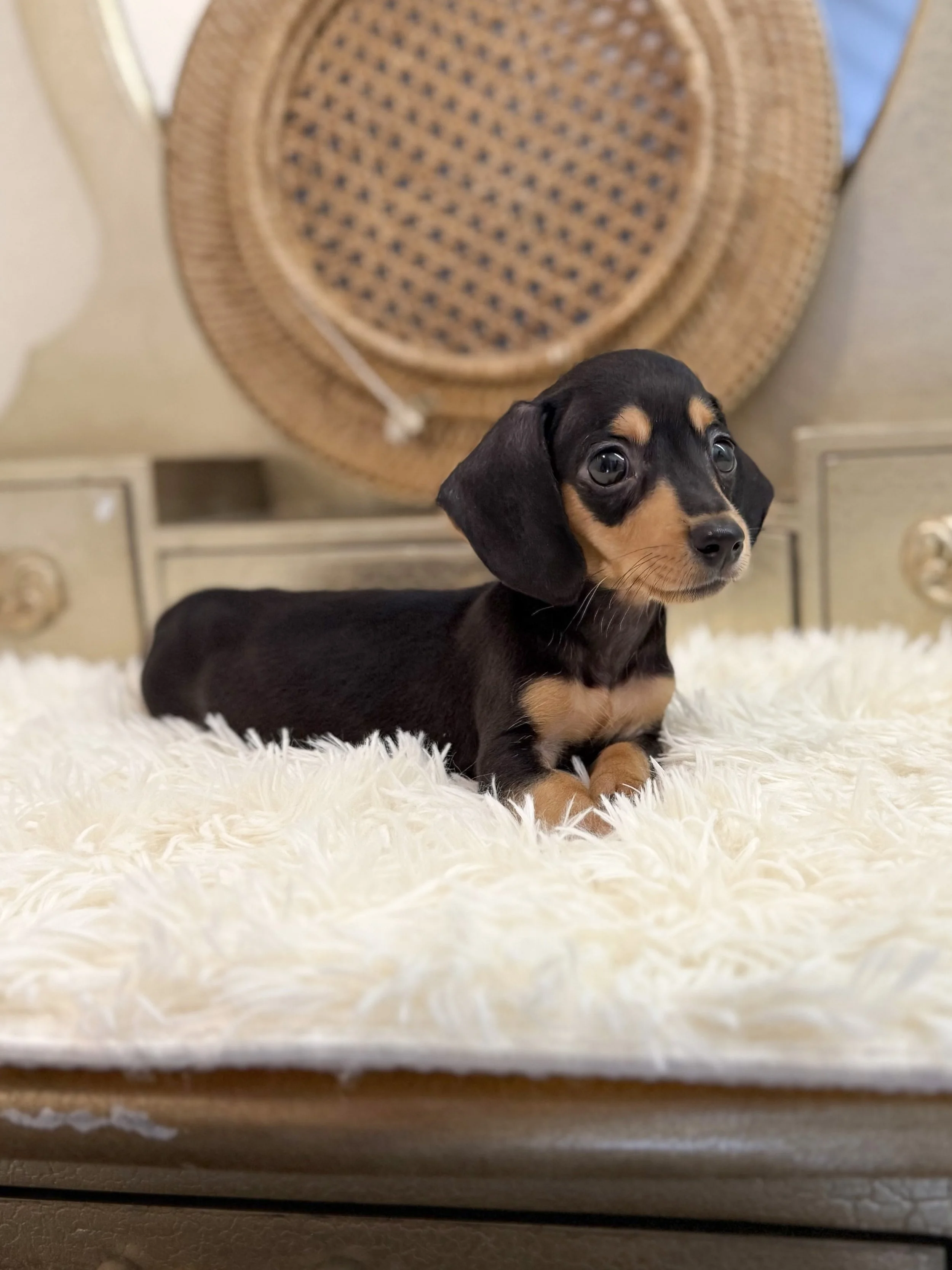 Pocket Pet Teacup Dog