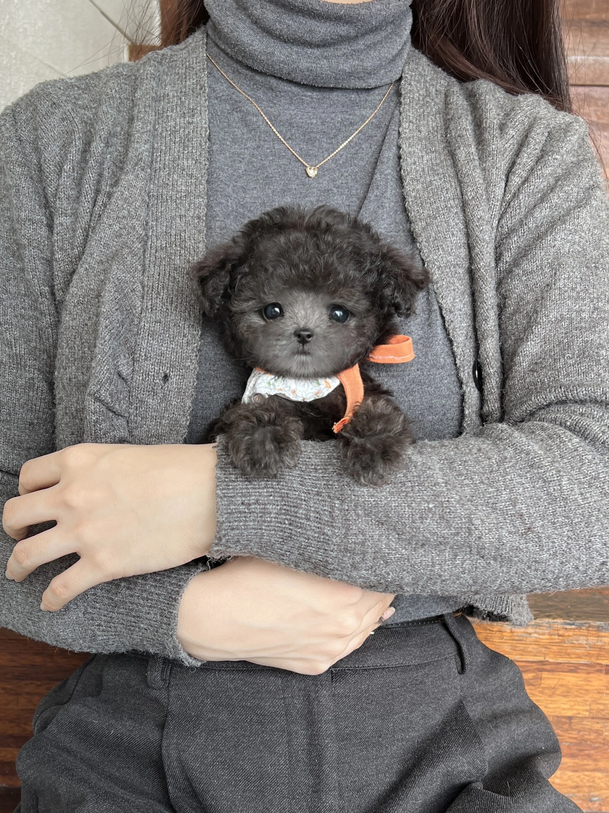 Pocket Pet Teacup Dog