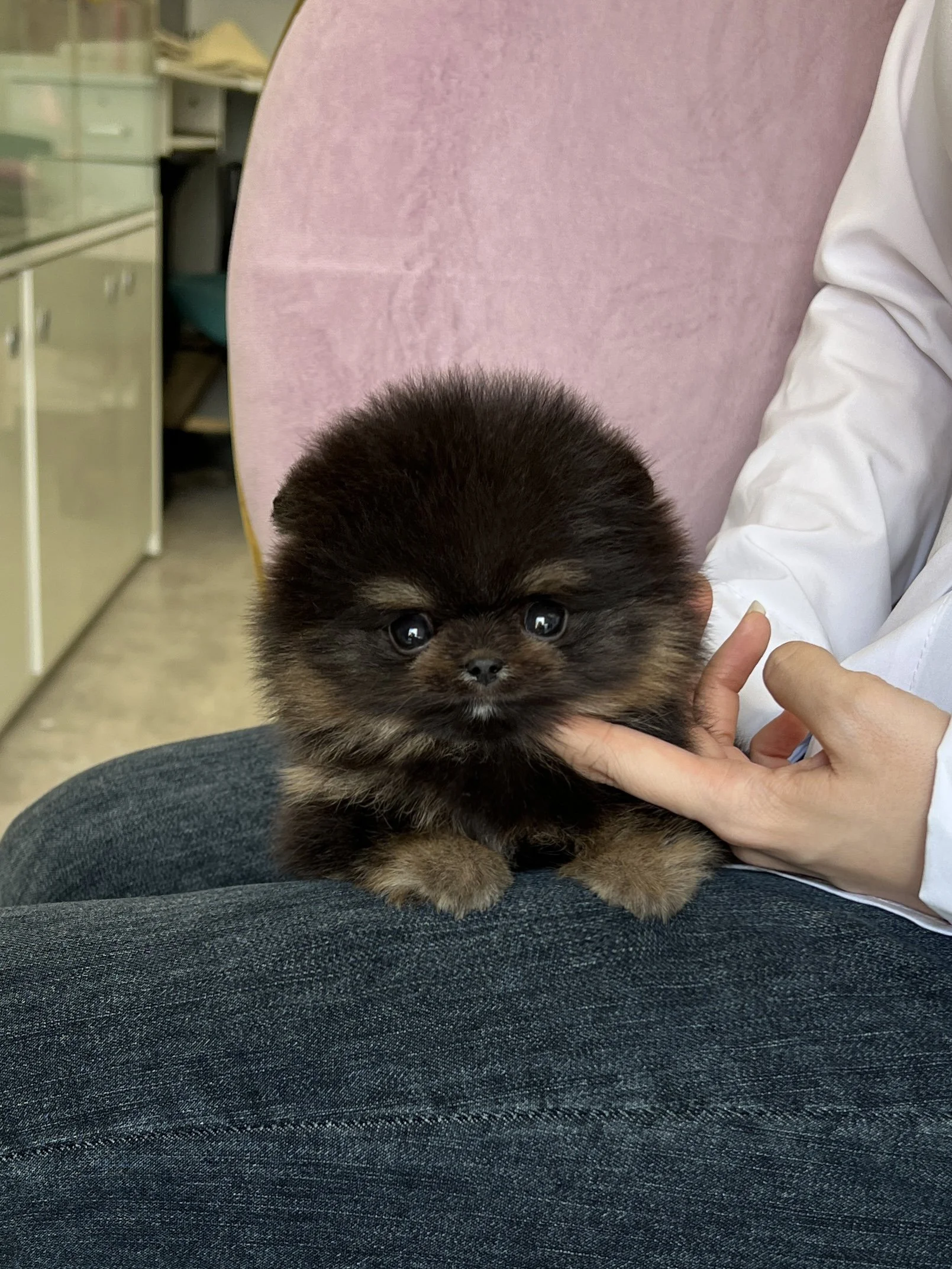 Pocket Pet Teacup Dog