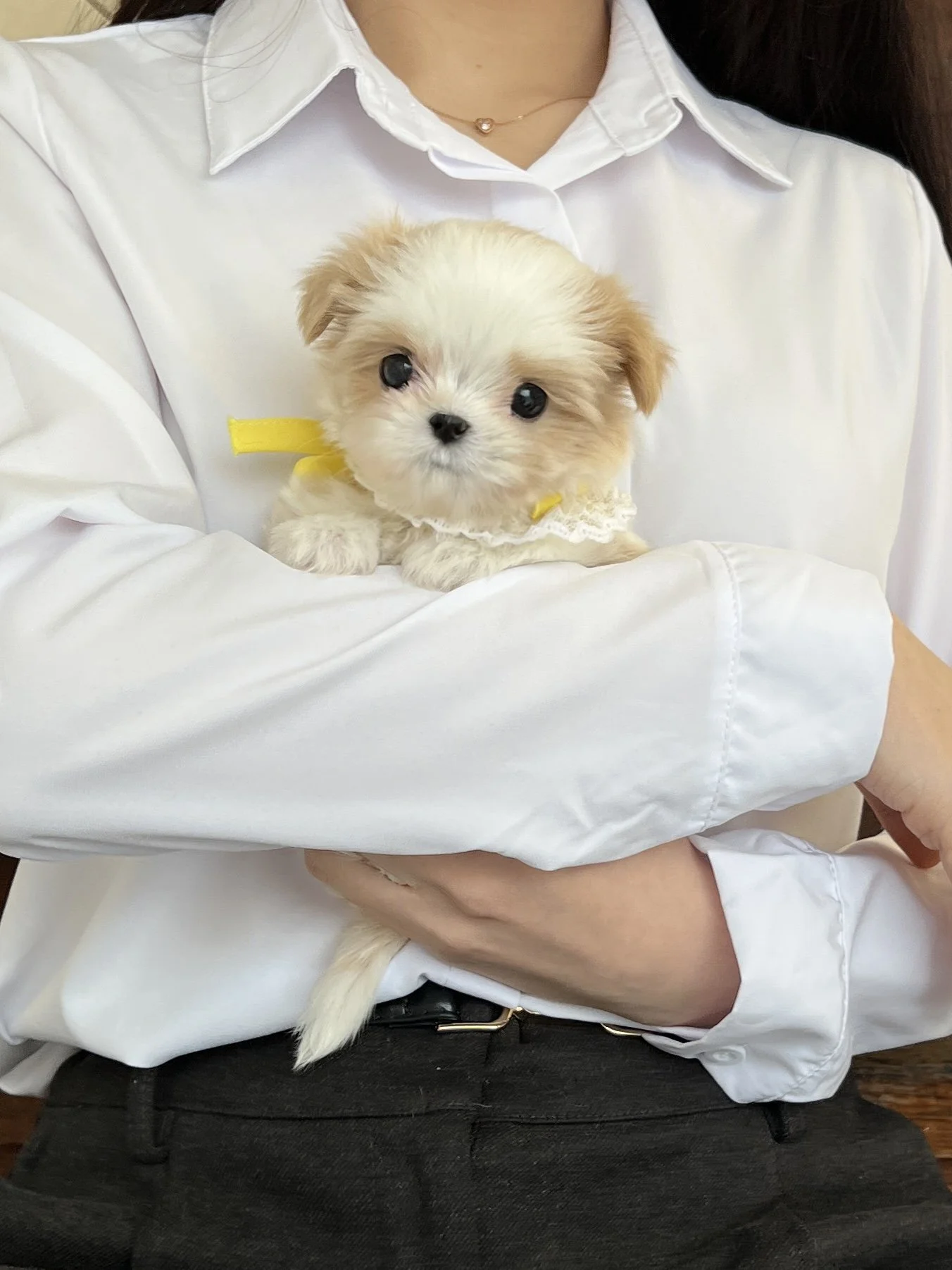 Pocket Pet Teacup Dog
