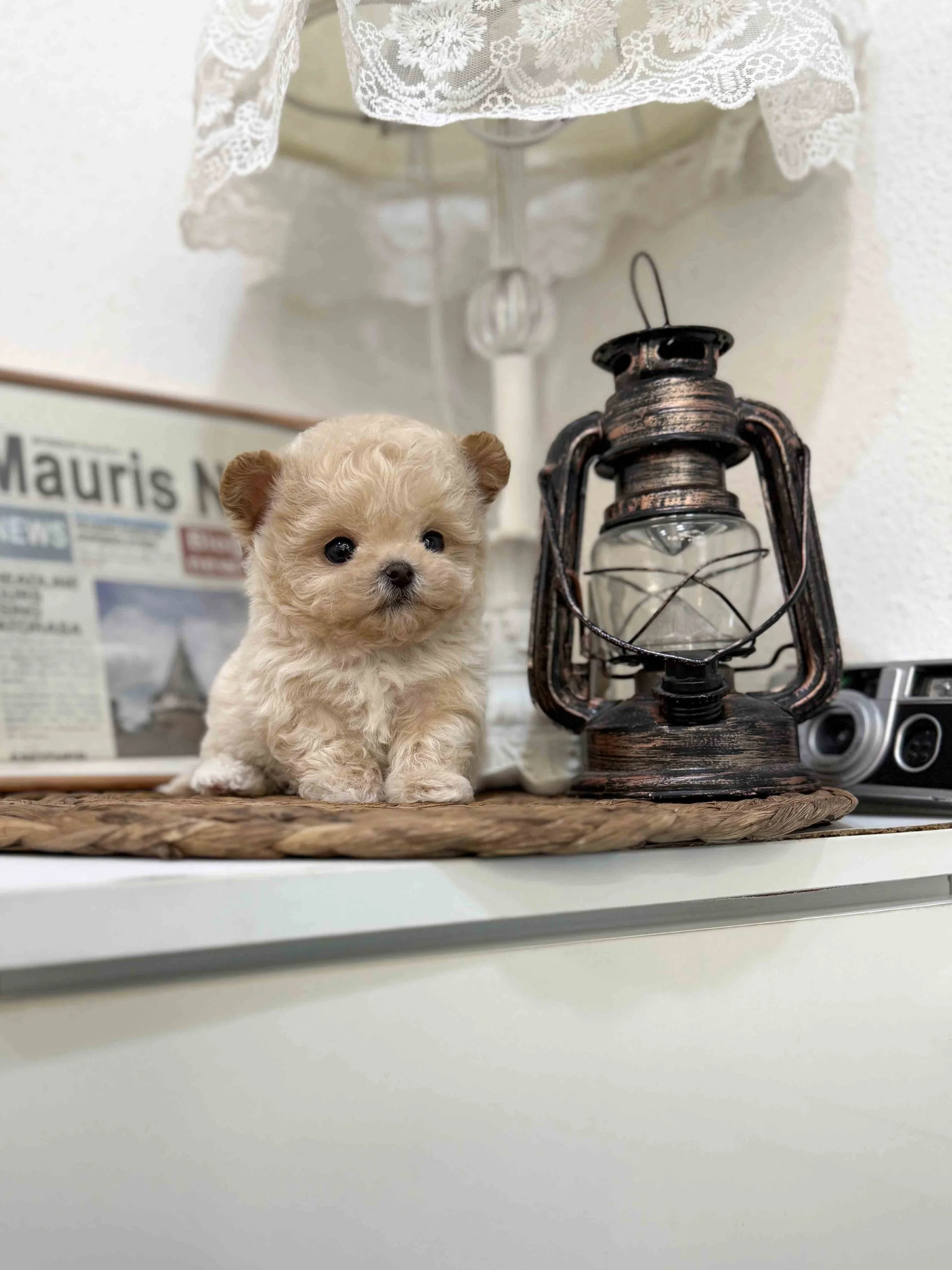 Pocket Pet Teacup Dog