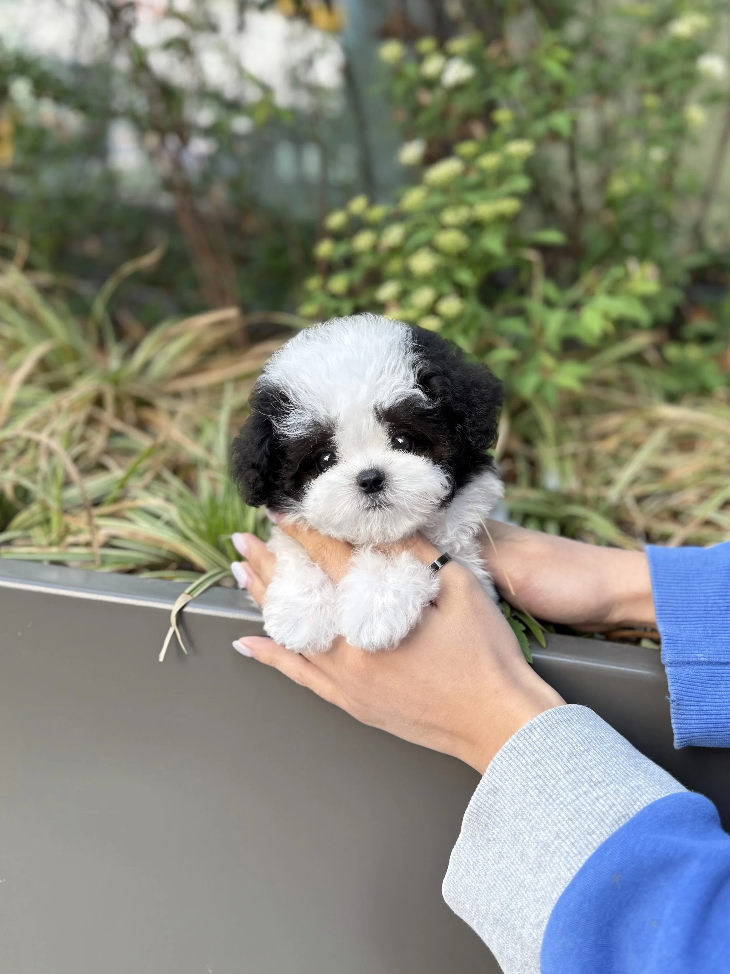 Pocket Pet Teacup Dog