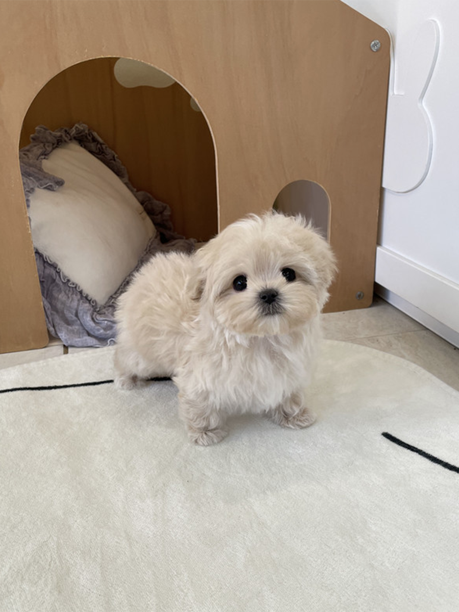 Pocket Pet Teacup Dog