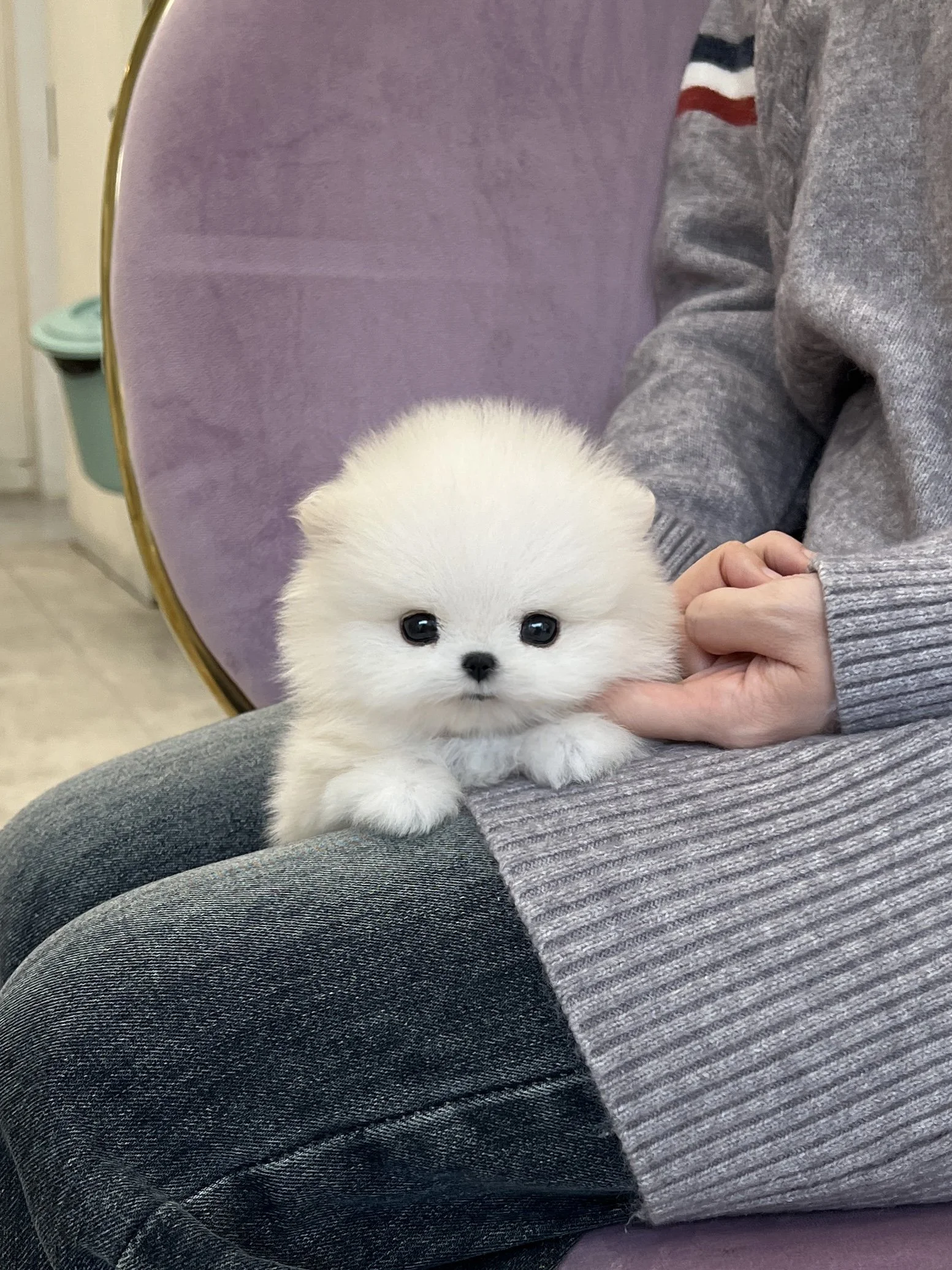Pocket Pet Teacup Dog