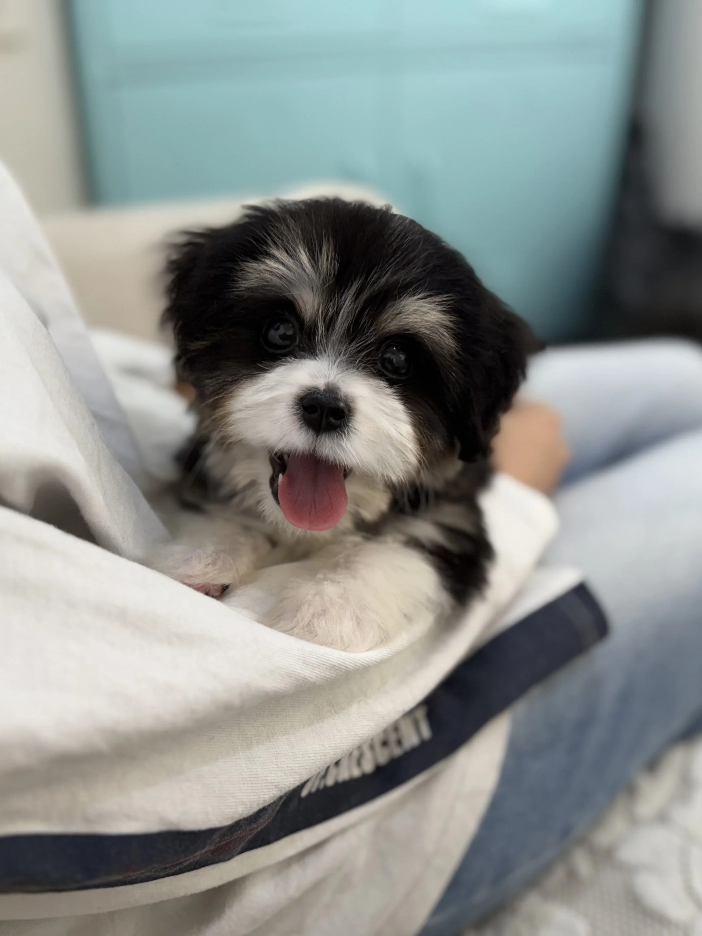Pocket Pet Teacup Dog