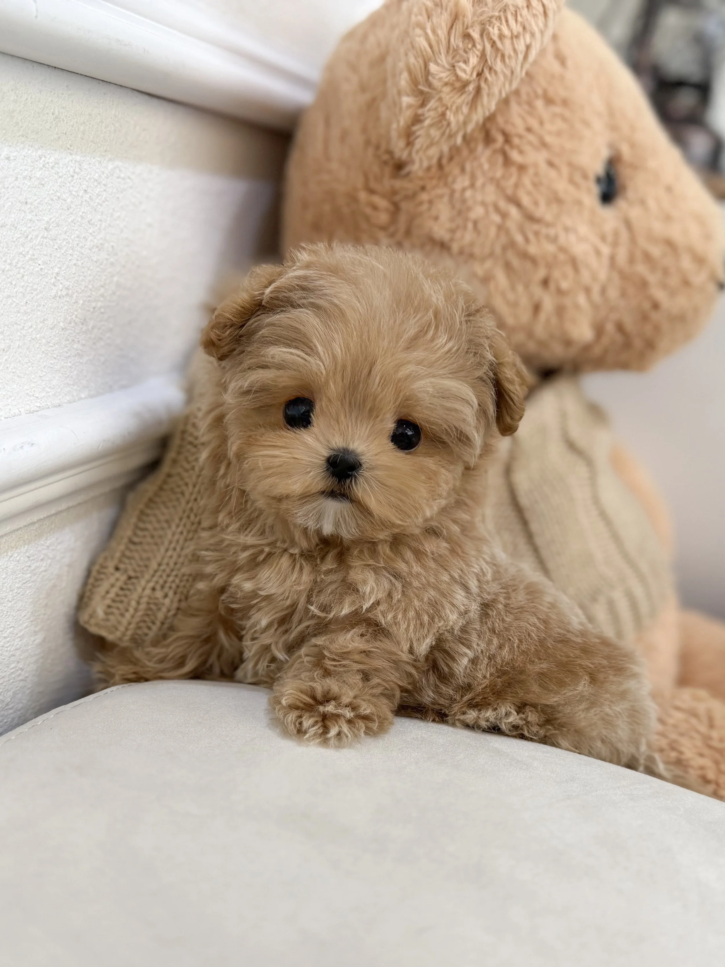 Pocket Pet Teacup Dog
