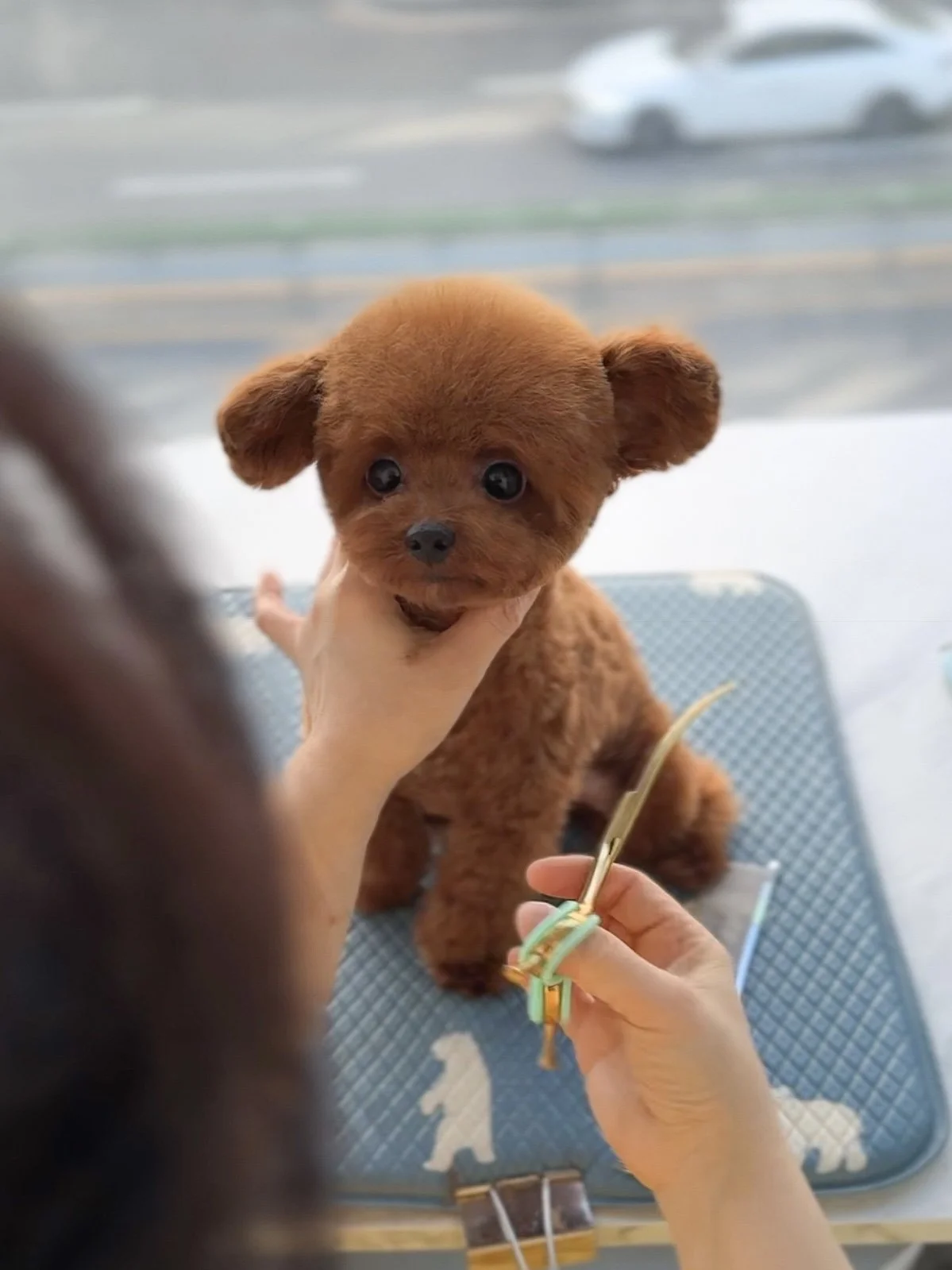 Pocket Pet Teacup Dog