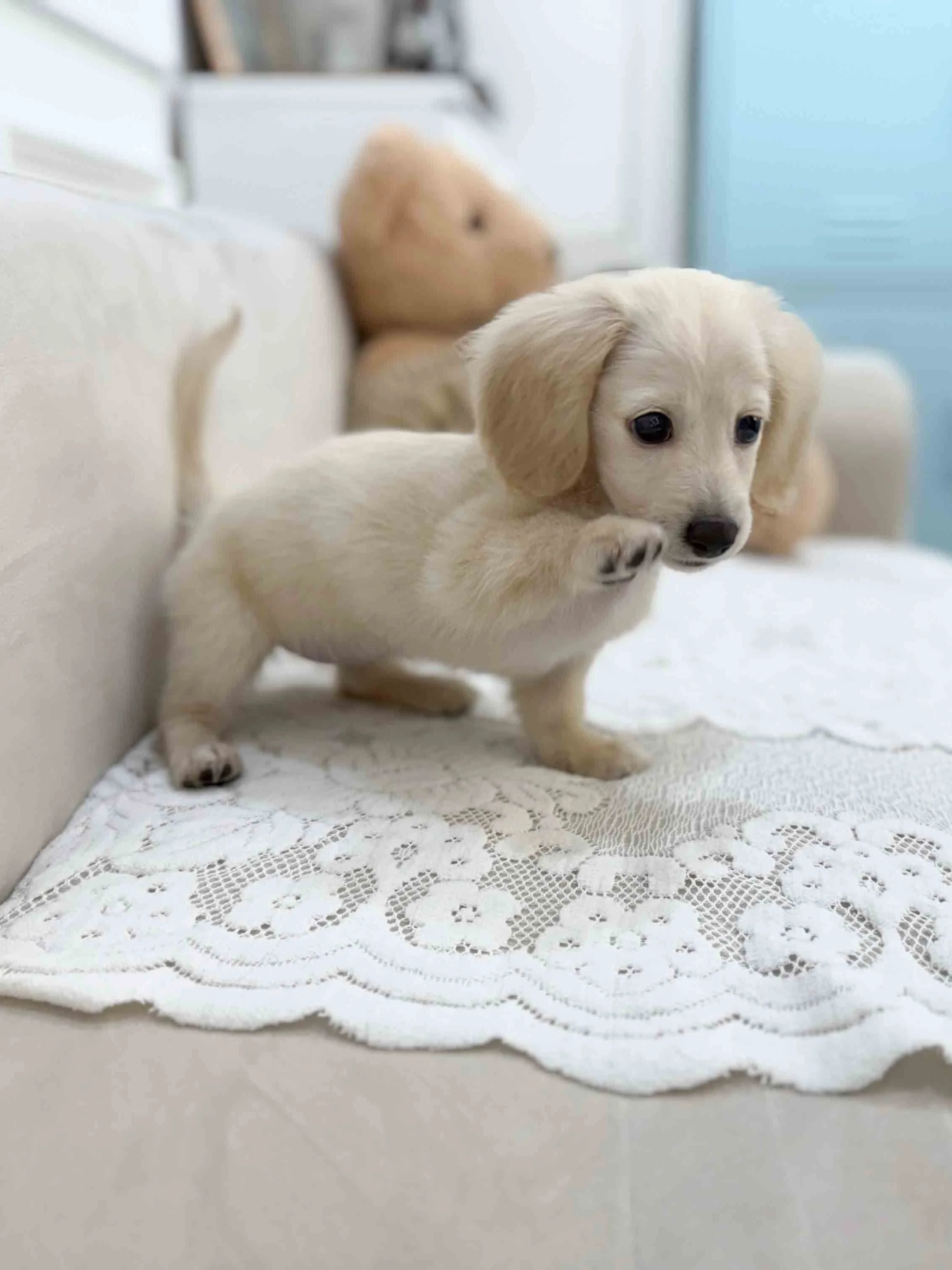 Pocket Pet Teacup Dog