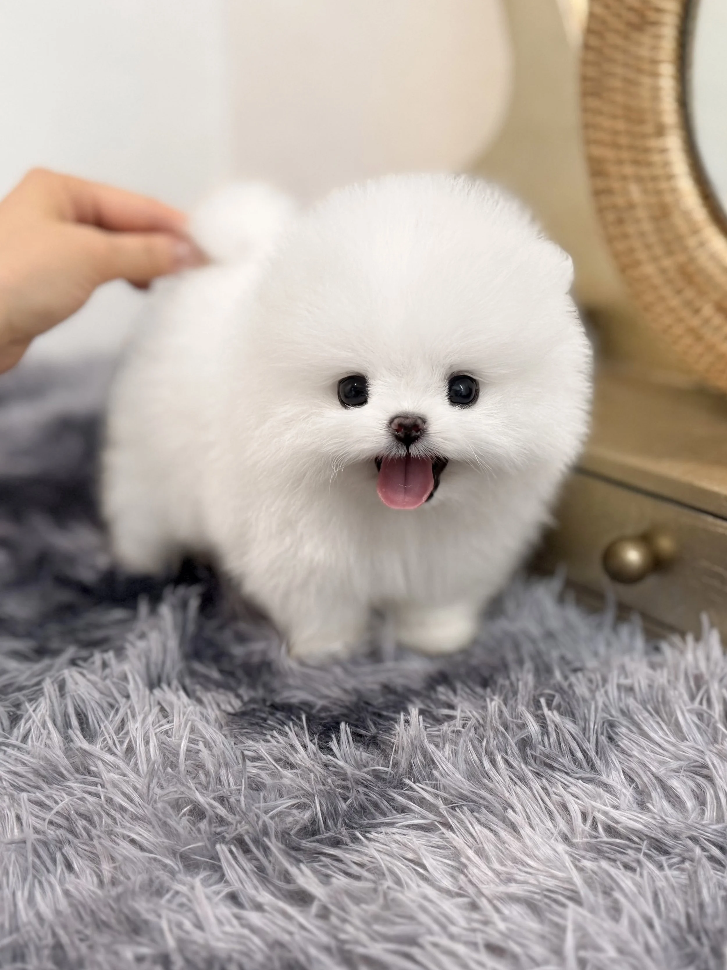 Pocket Pet Teacup Dog