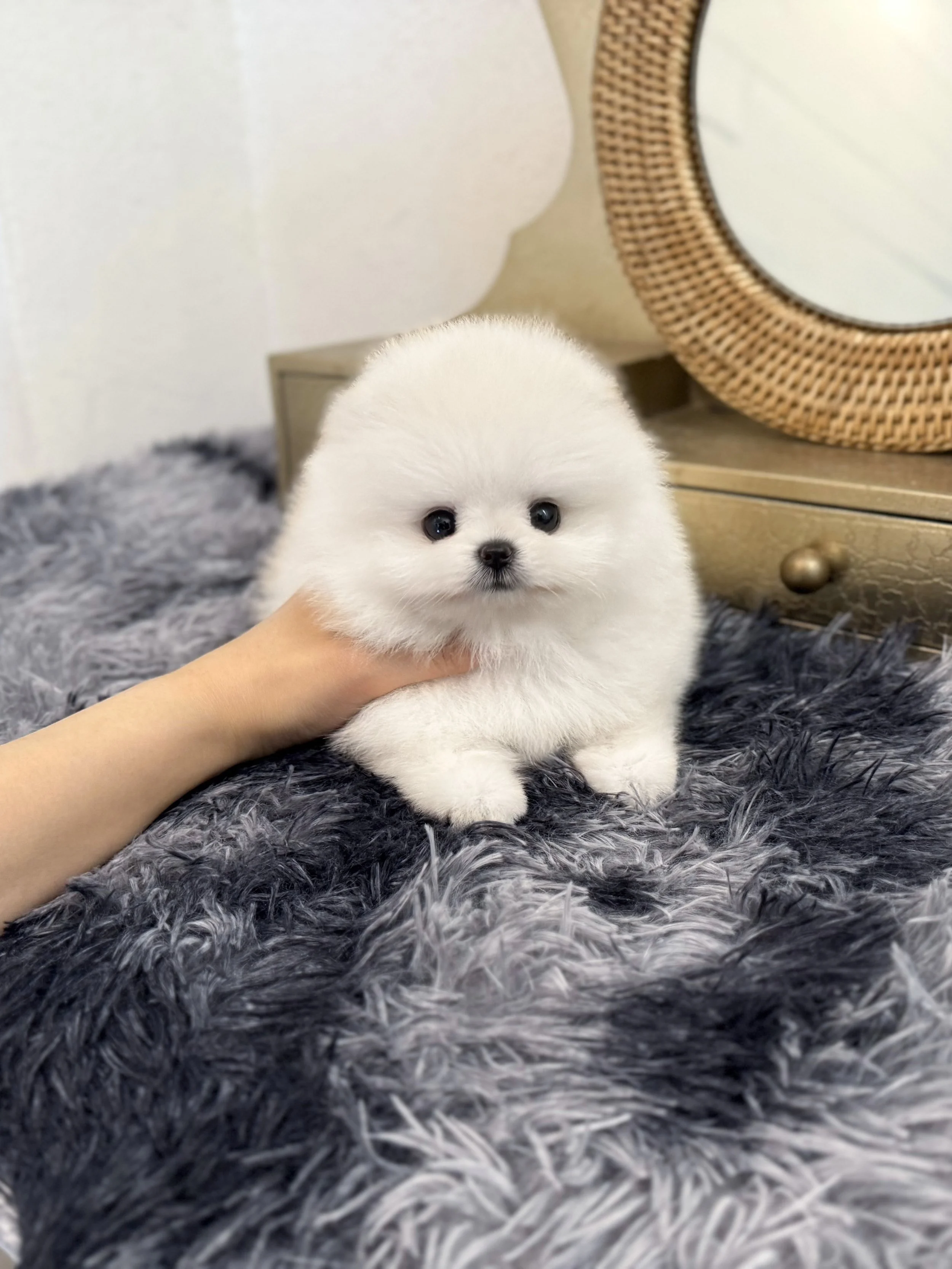 Pocket Pet Teacup Dog