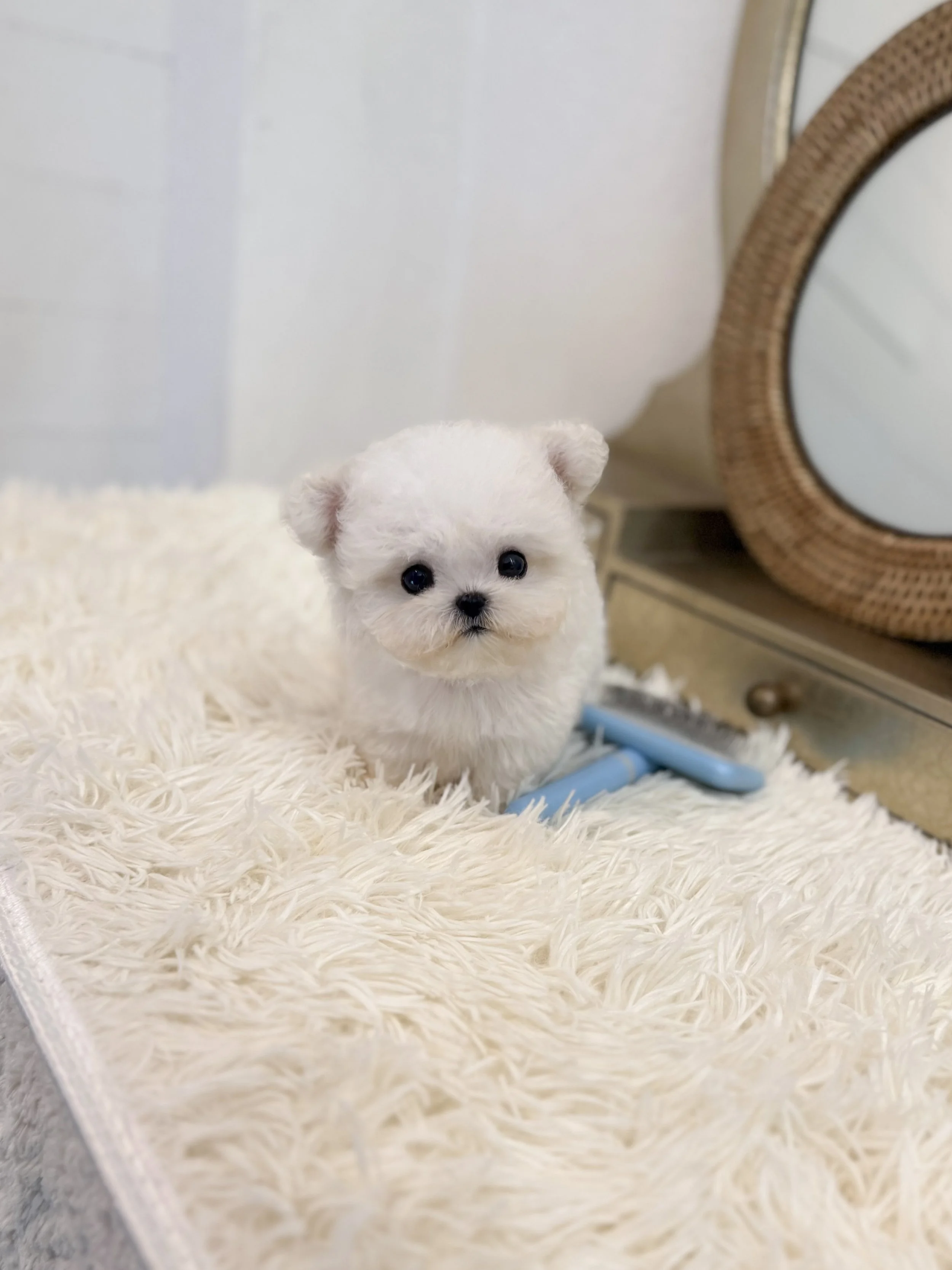 Pocket Pet Teacup Dog