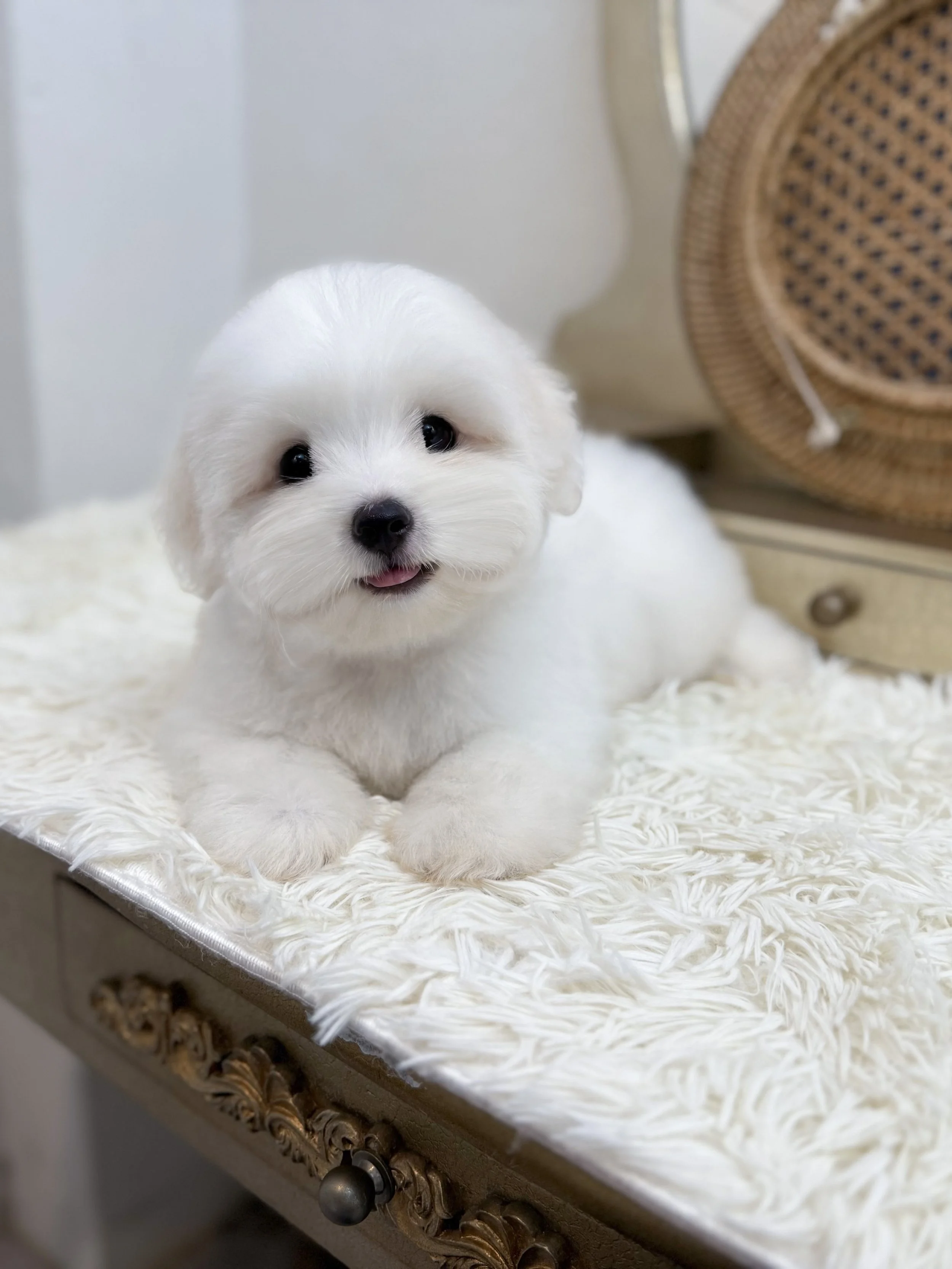 Pocket Pet Teacup Dog