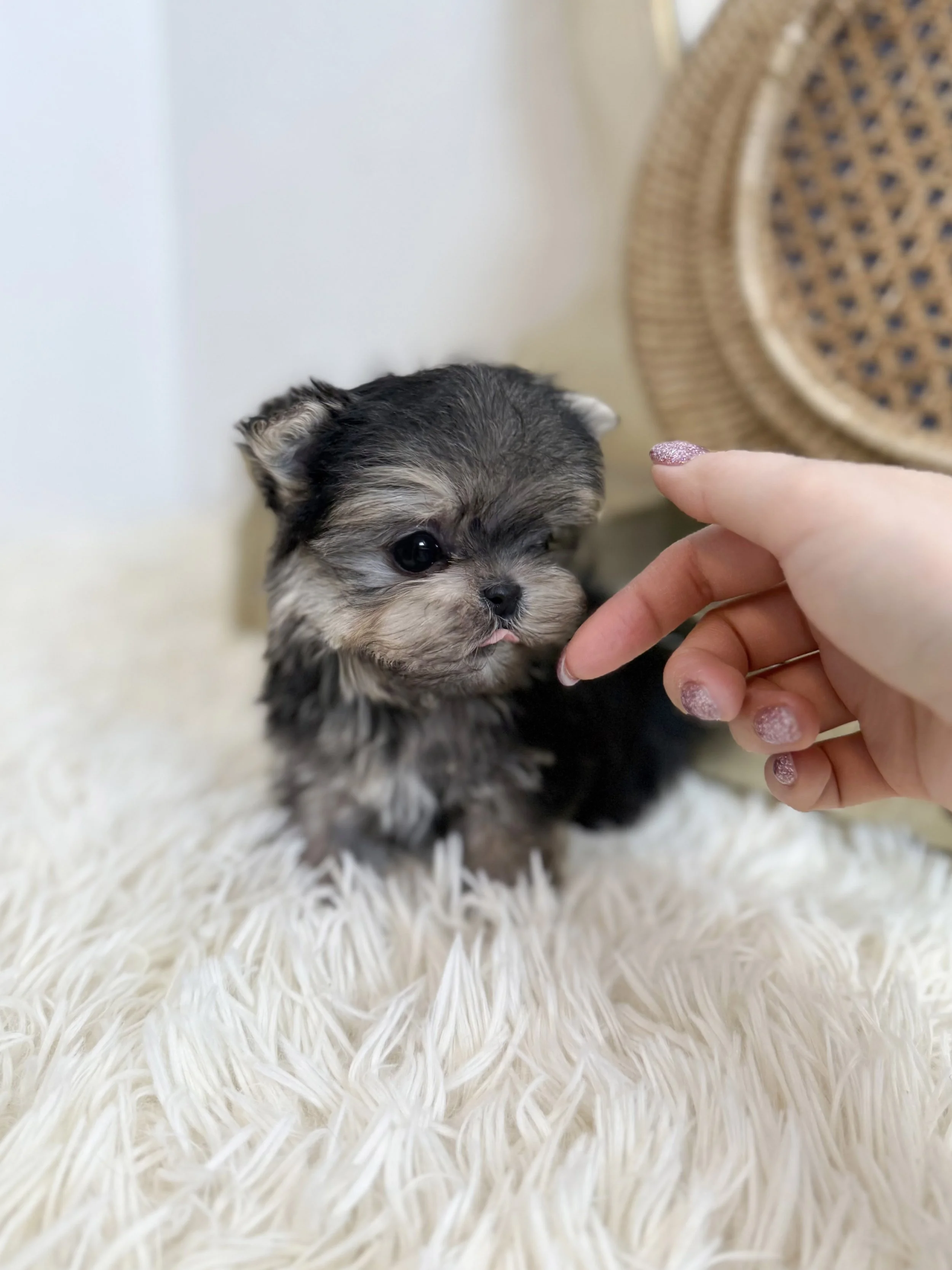 Pocket Pet Teacup Dog