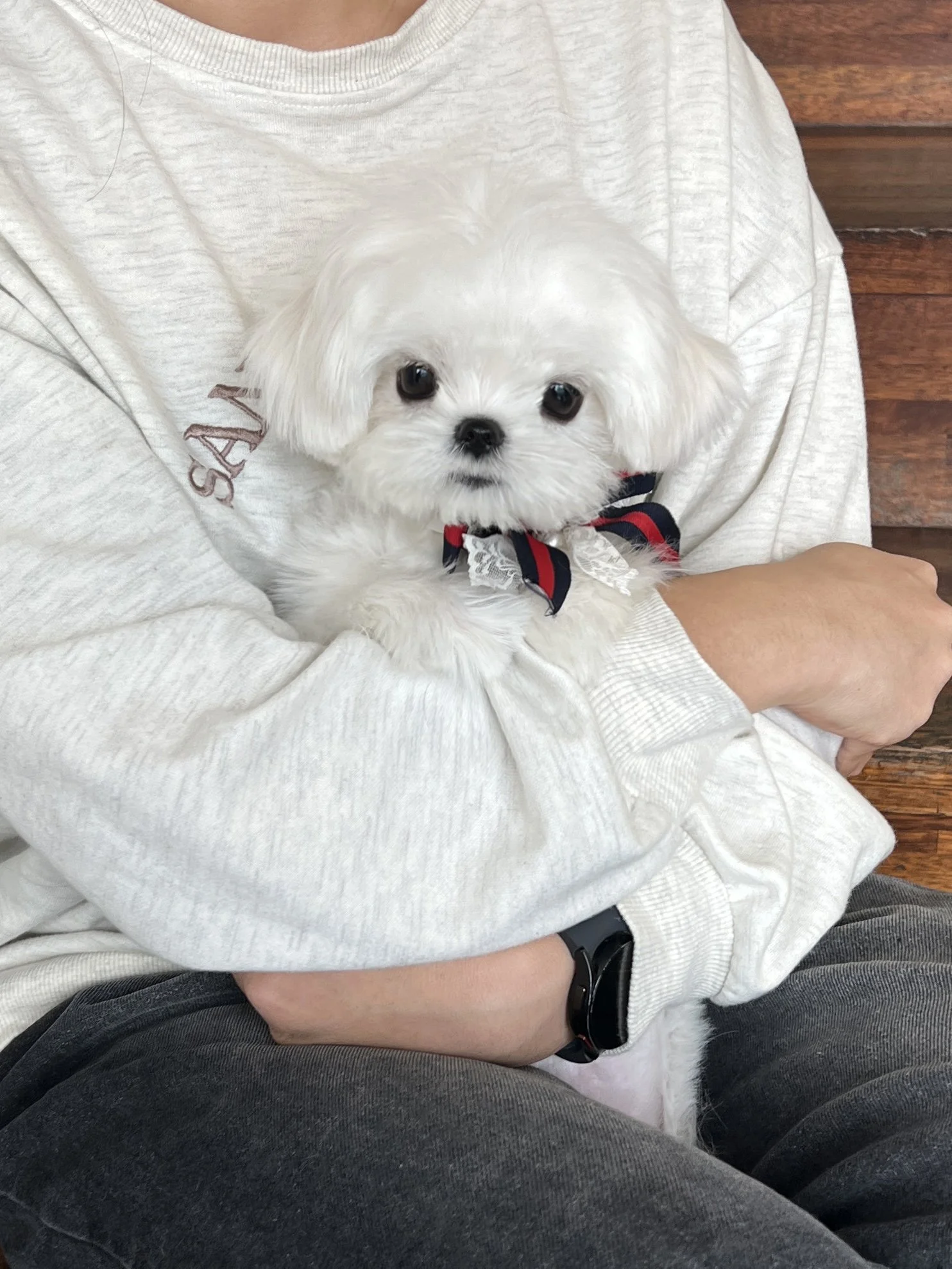 Pocket Pet Teacup Dog