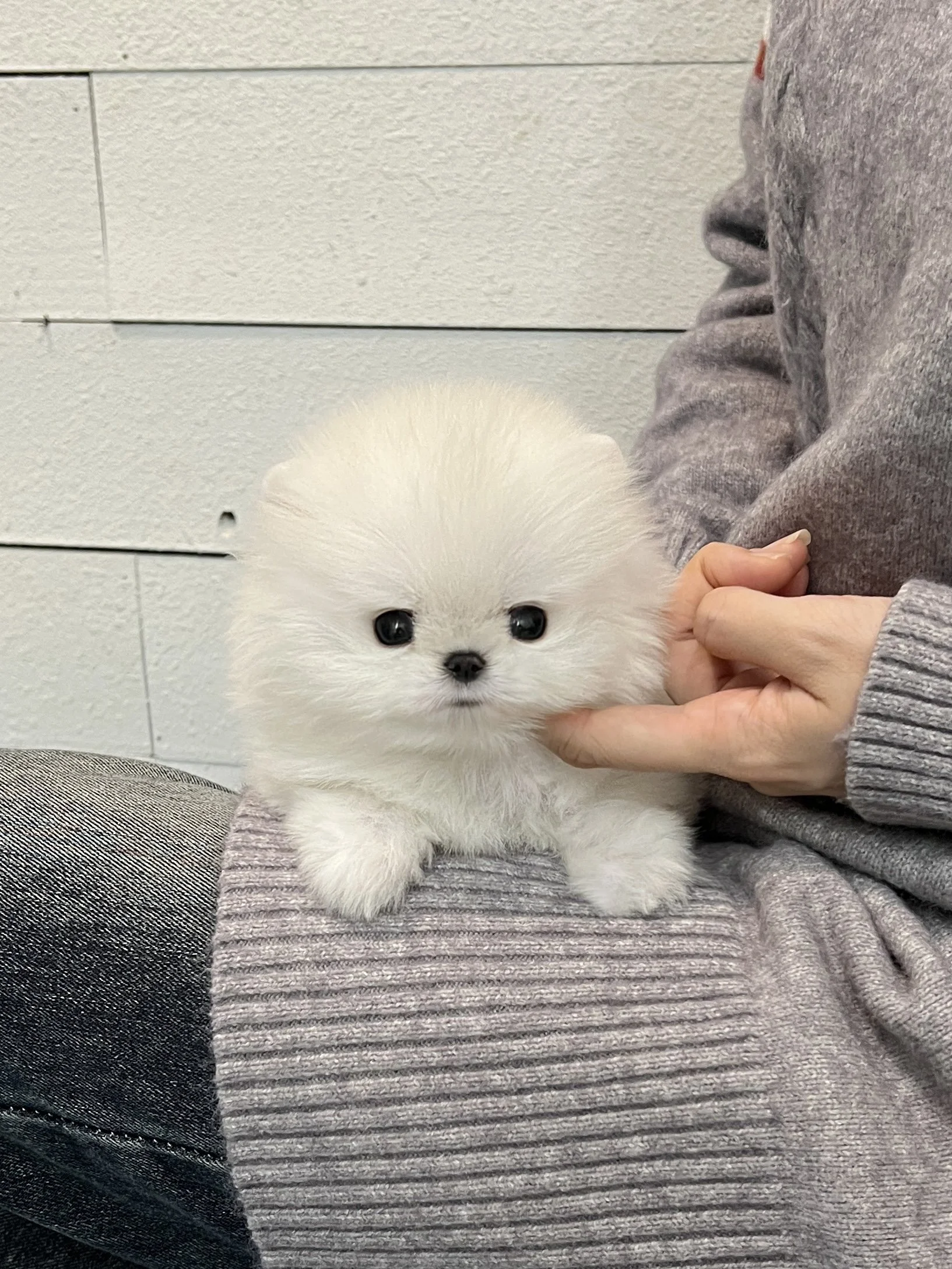 Pocket Pet Teacup Dog