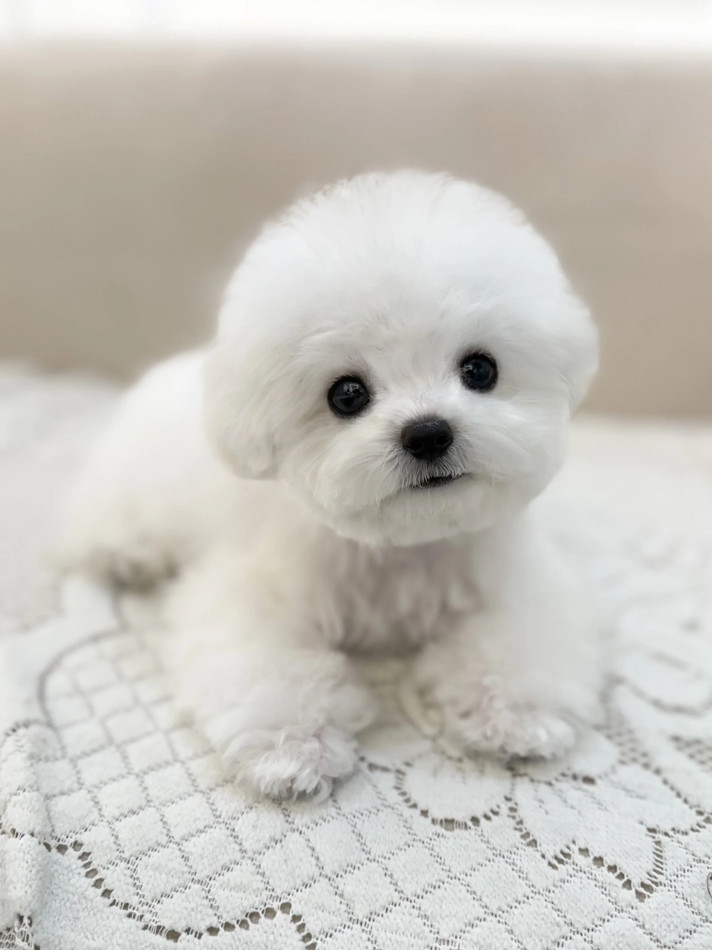 Pocket Pet Teacup Dog