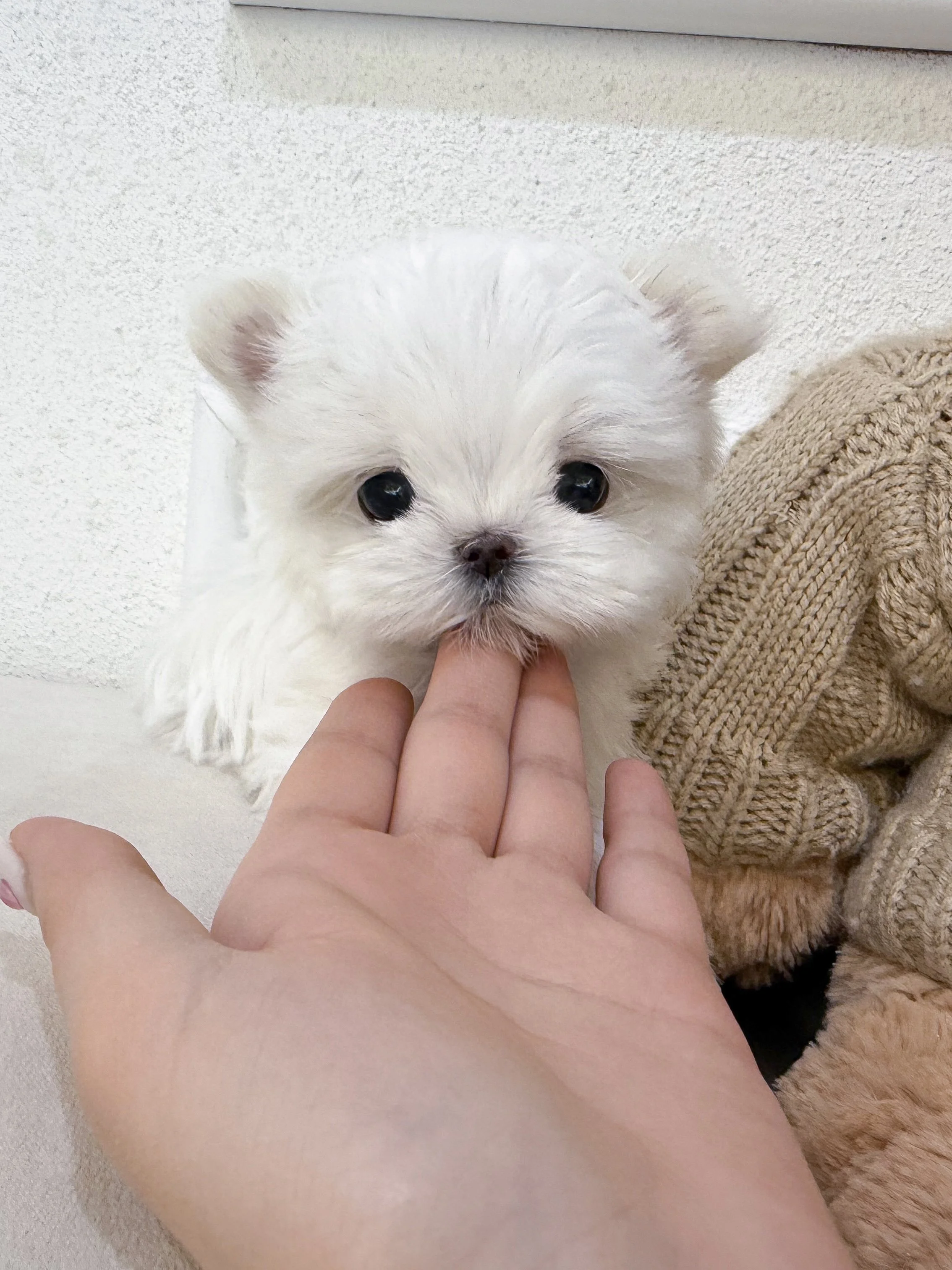 Pocket Pet Teacup Dog