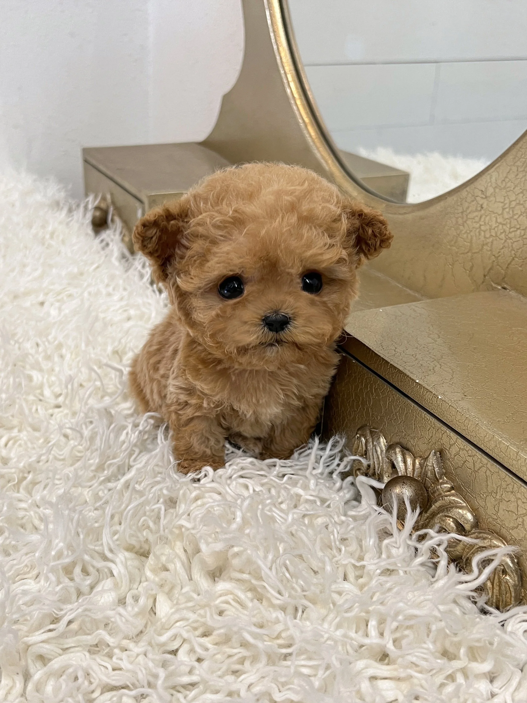 Pocket Pet Teacup Dog