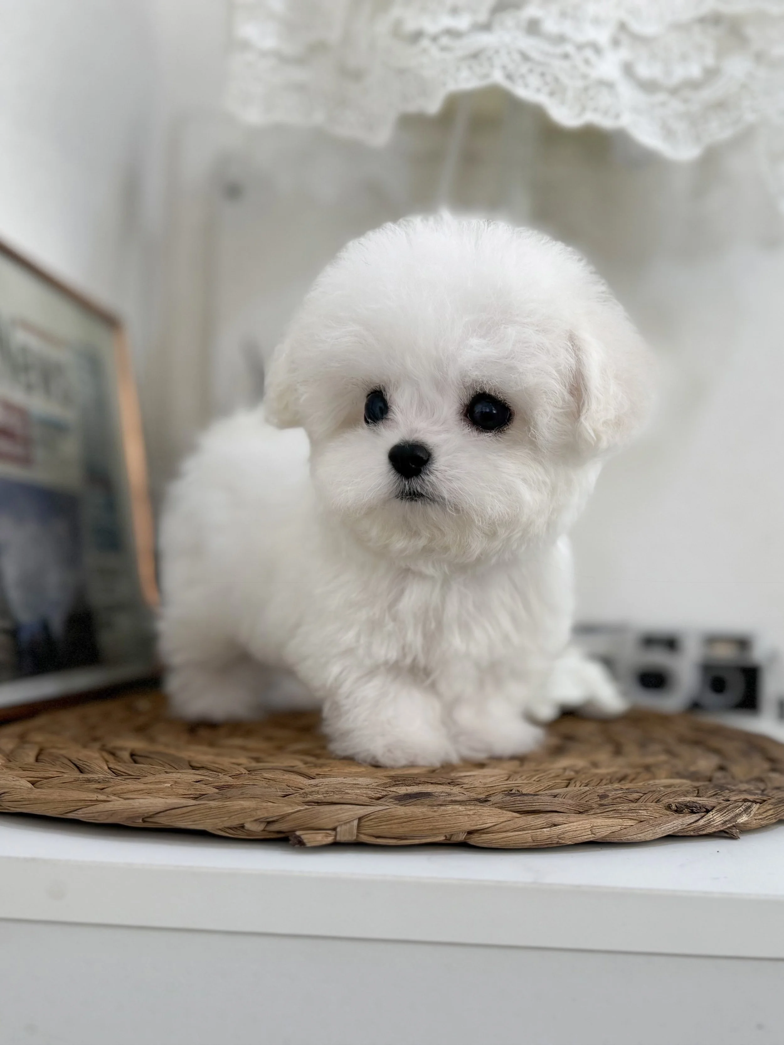 Pocket Pet Teacup Dog