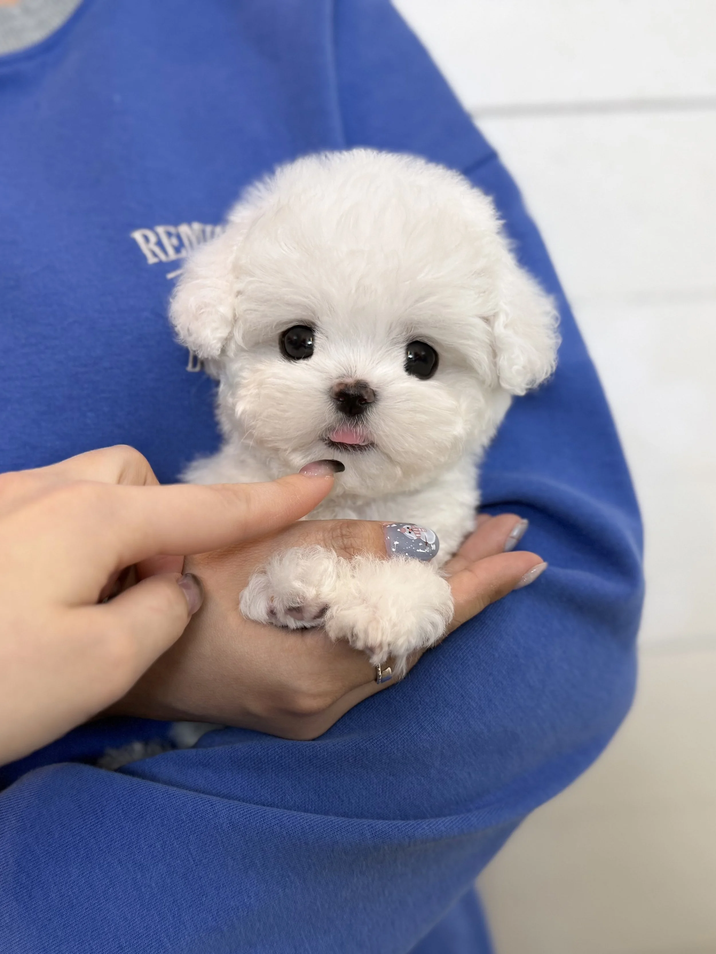 Pocket Pet Teacup Dog