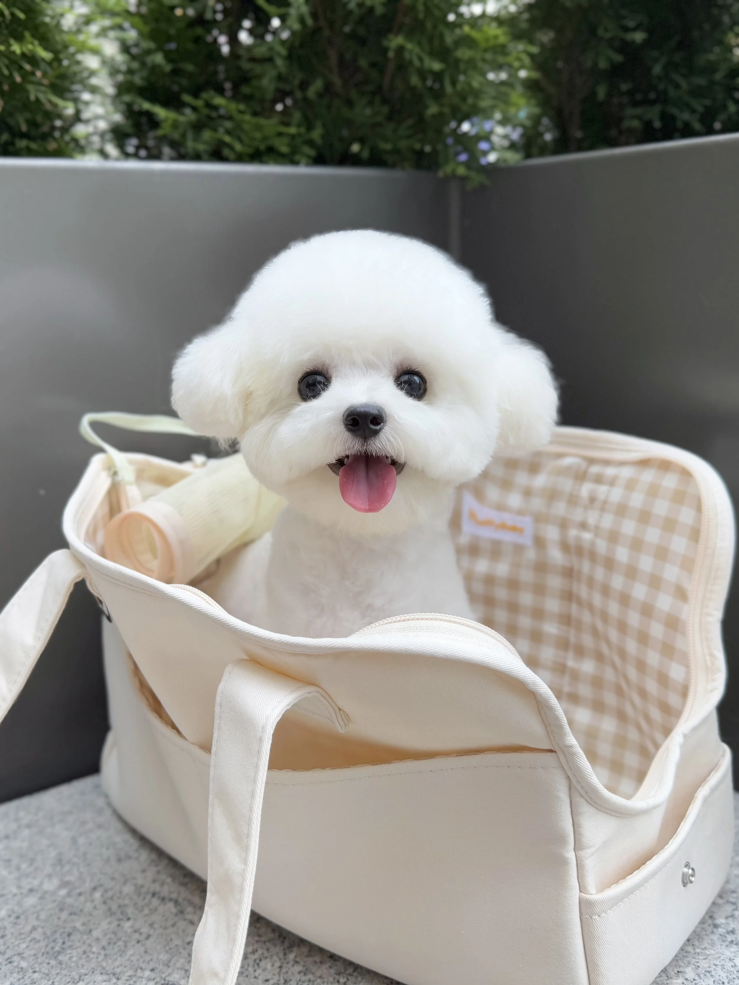 Pocket Pet Teacup Dog