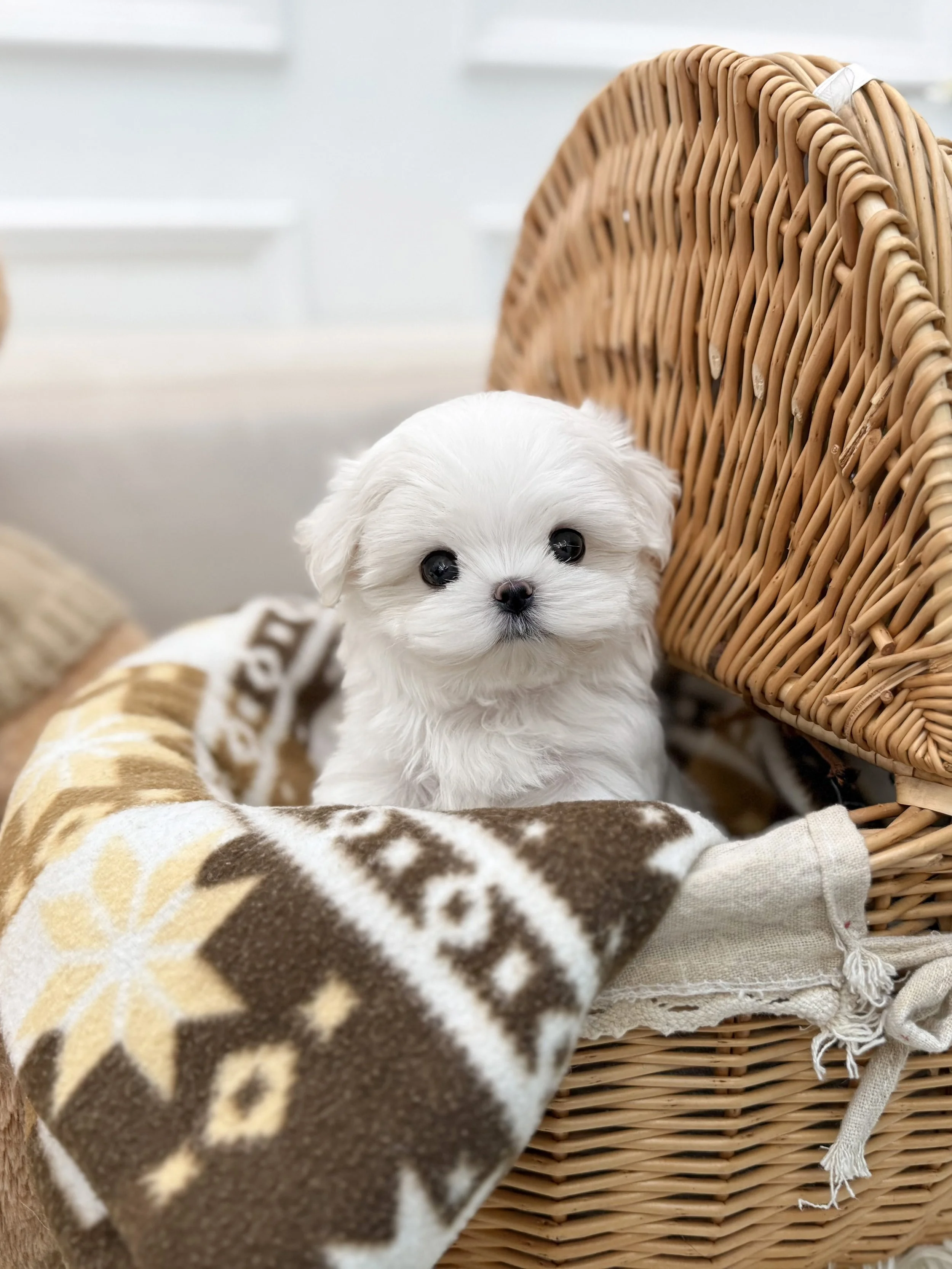 Pocket Pet Teacup Dog