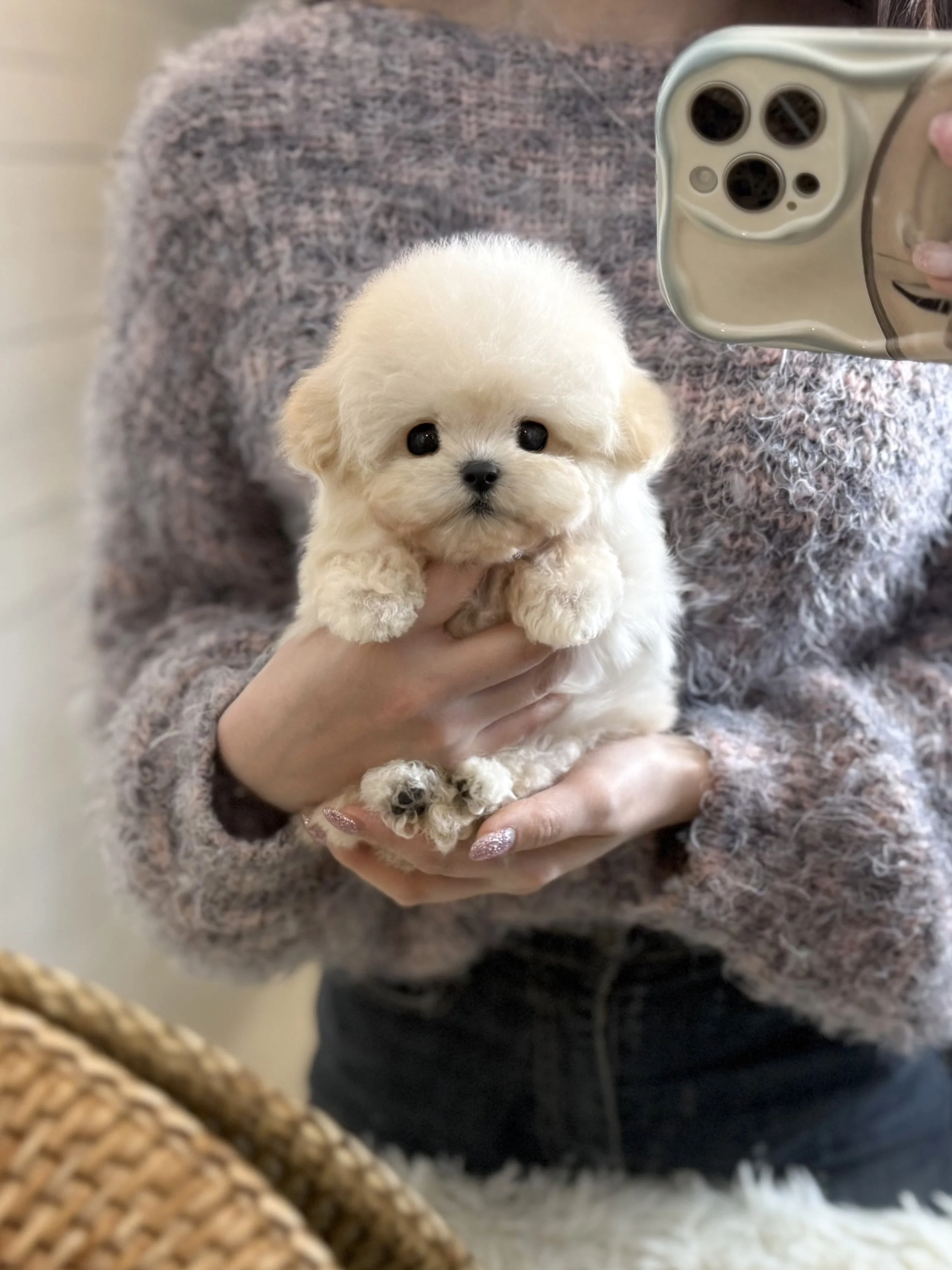 Pocket Pet Teacup Dog