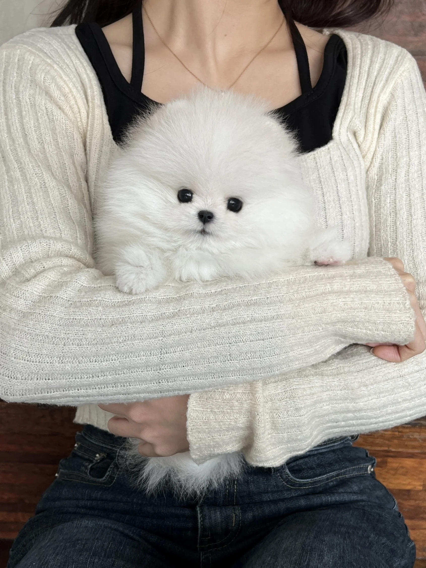 Pocket Pet Teacup Dog