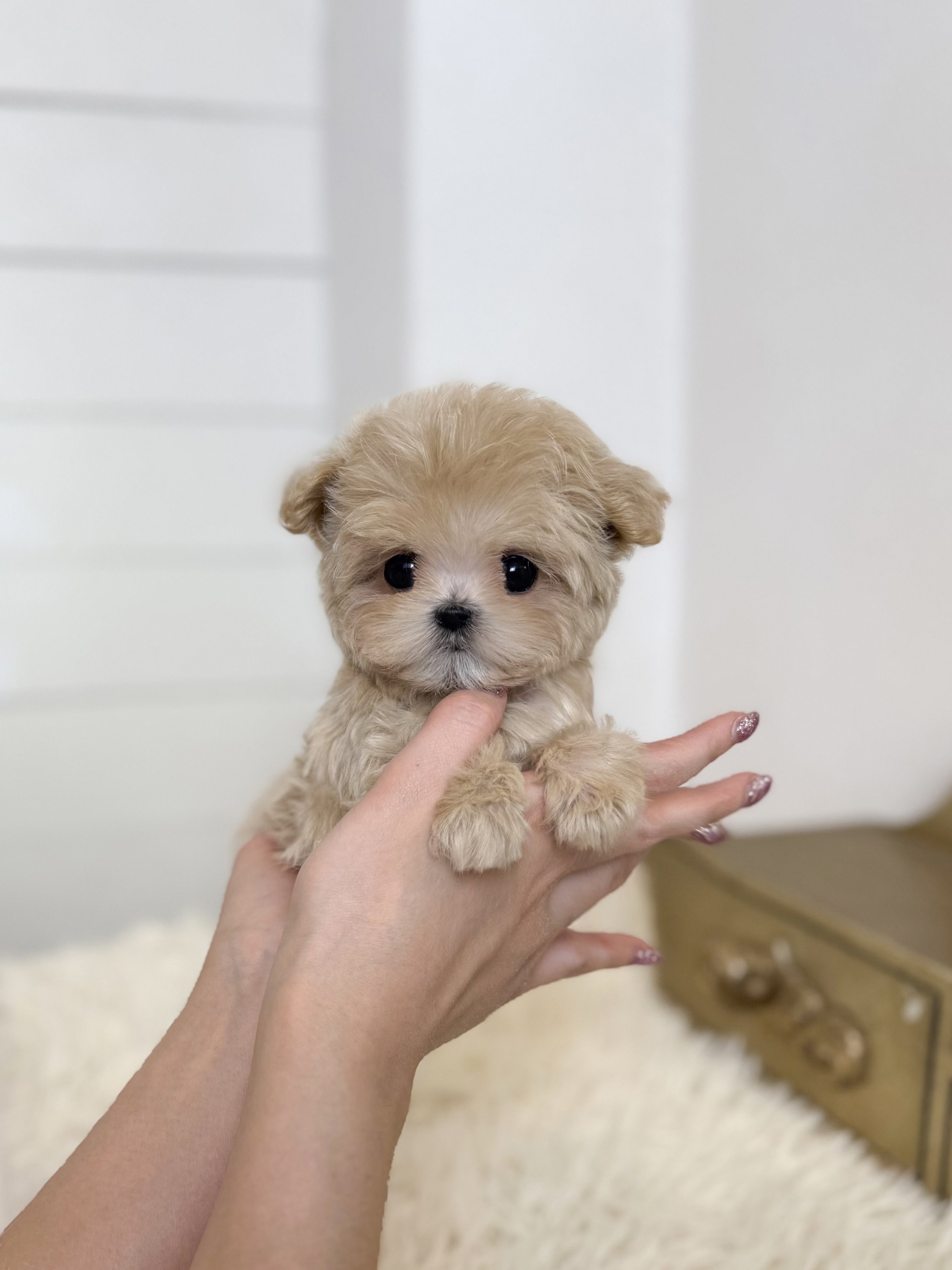 Pocket Pet Teacup Dog
